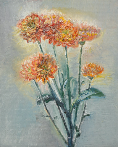 Chrysanthemums in May