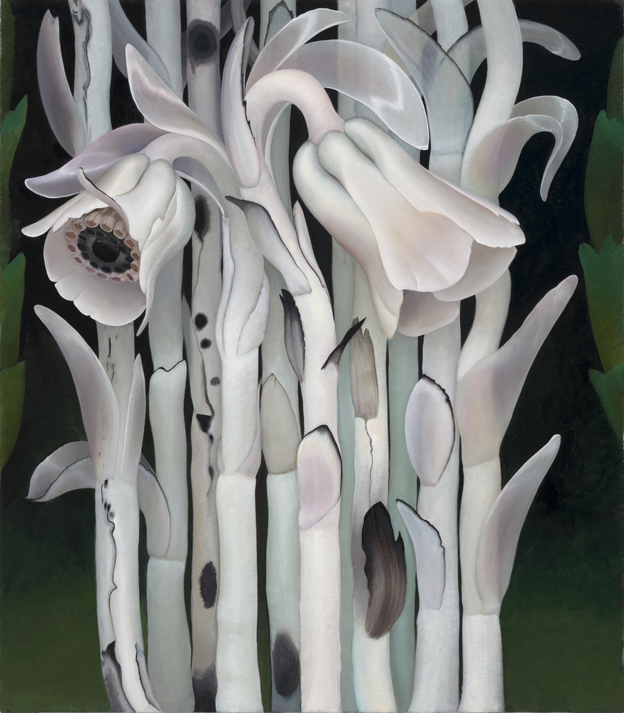 Indian Pipes