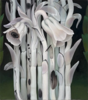 Indian Pipes