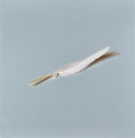 Beak