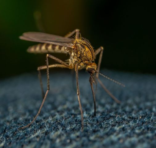 Kodėl vienus uodai puola labiau nei kitus? Tyrėjai įvardija 27 kvapus ir alaus efektą
