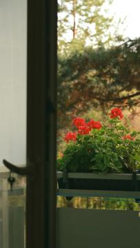 Tuščiavidurės pelargonijos balkone: mažiau darbo, daugiau žiedų