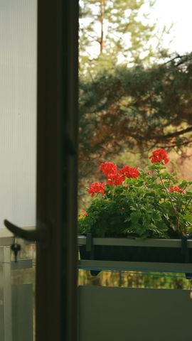 Tuščiavidurės pelargonijos balkone: mažiau darbo, daugiau žiedų