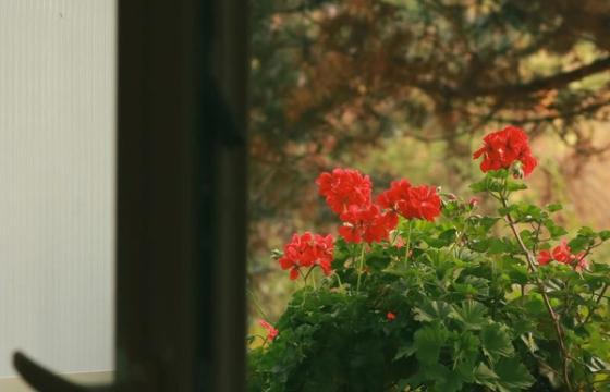 Tuščiavidurės pelargonijos balkone: mažiau darbo, daugiau žiedų