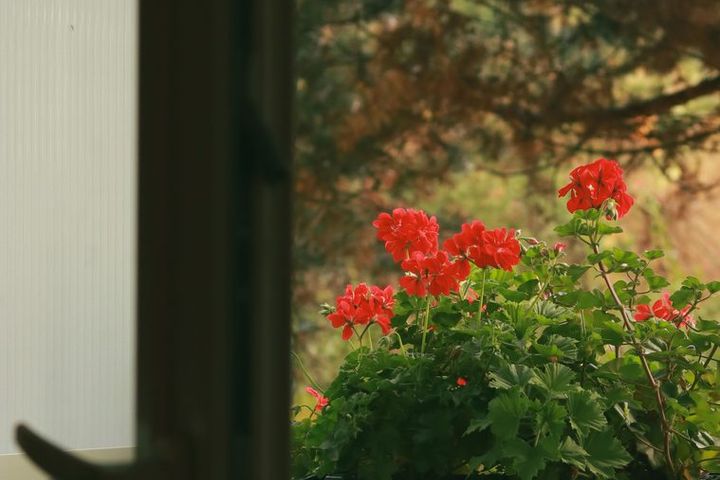 Tuščiavidurės pelargonijos balkone: mažiau darbo, daugiau žiedų