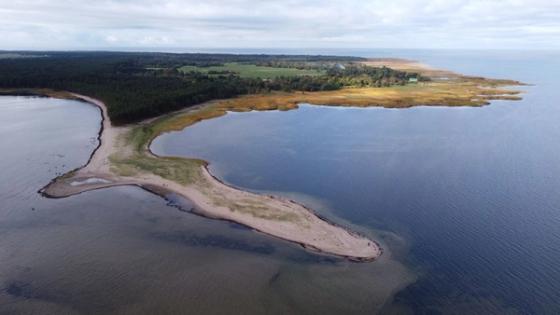 Melsvabakterės prie Lietuvos krantų artėja: KU ragina nesimaudyti