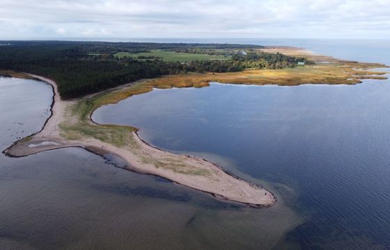 Melsvabakterės prie Lietuvos krantų artėja: KU ragina nesimaudyti