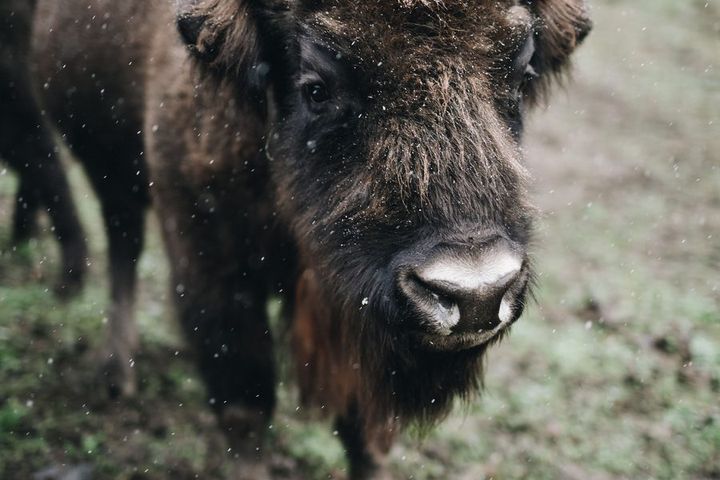 Aukštaitijoje maršrutai veda nuo stumbrų iki Neries panoramų
