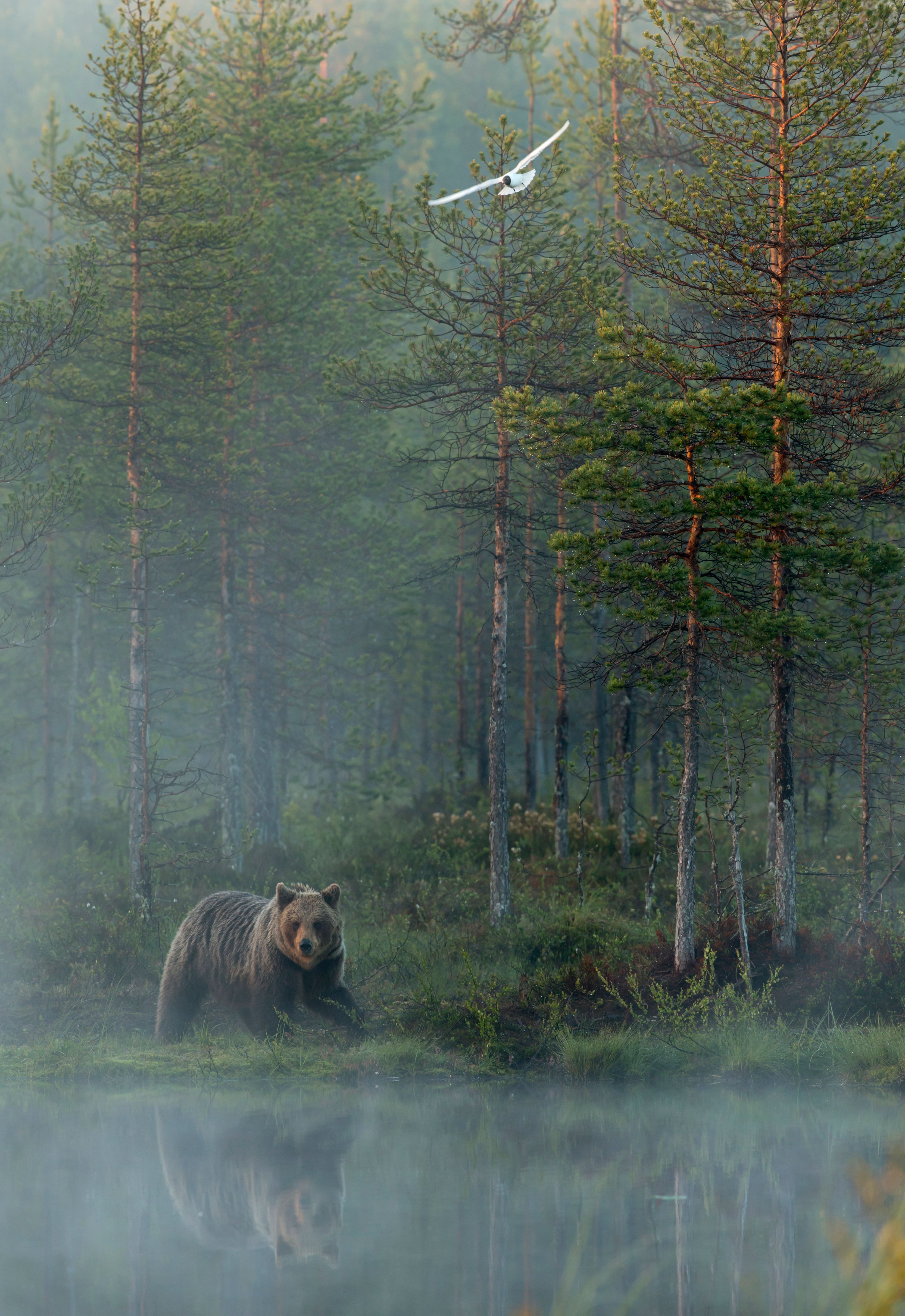 Bear in the Boreal Forest