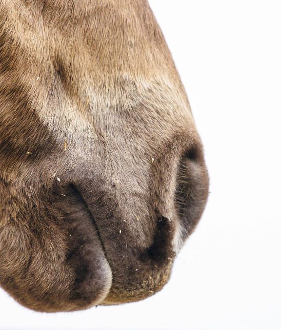 close up of a horse's mouth