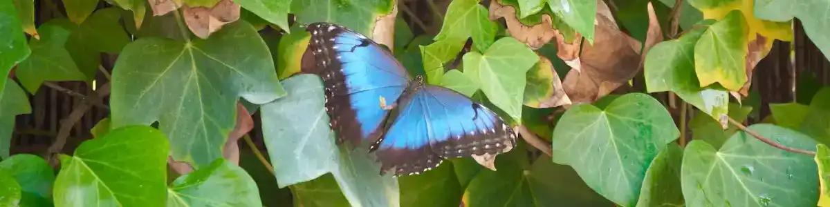 Visiting the Mariposario de Níjar – A Butterfly Garden Near Mojácar