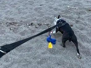 A black and white Boston Terrier on a black lead with poo bags on a dog friendly beach in Mojacar.