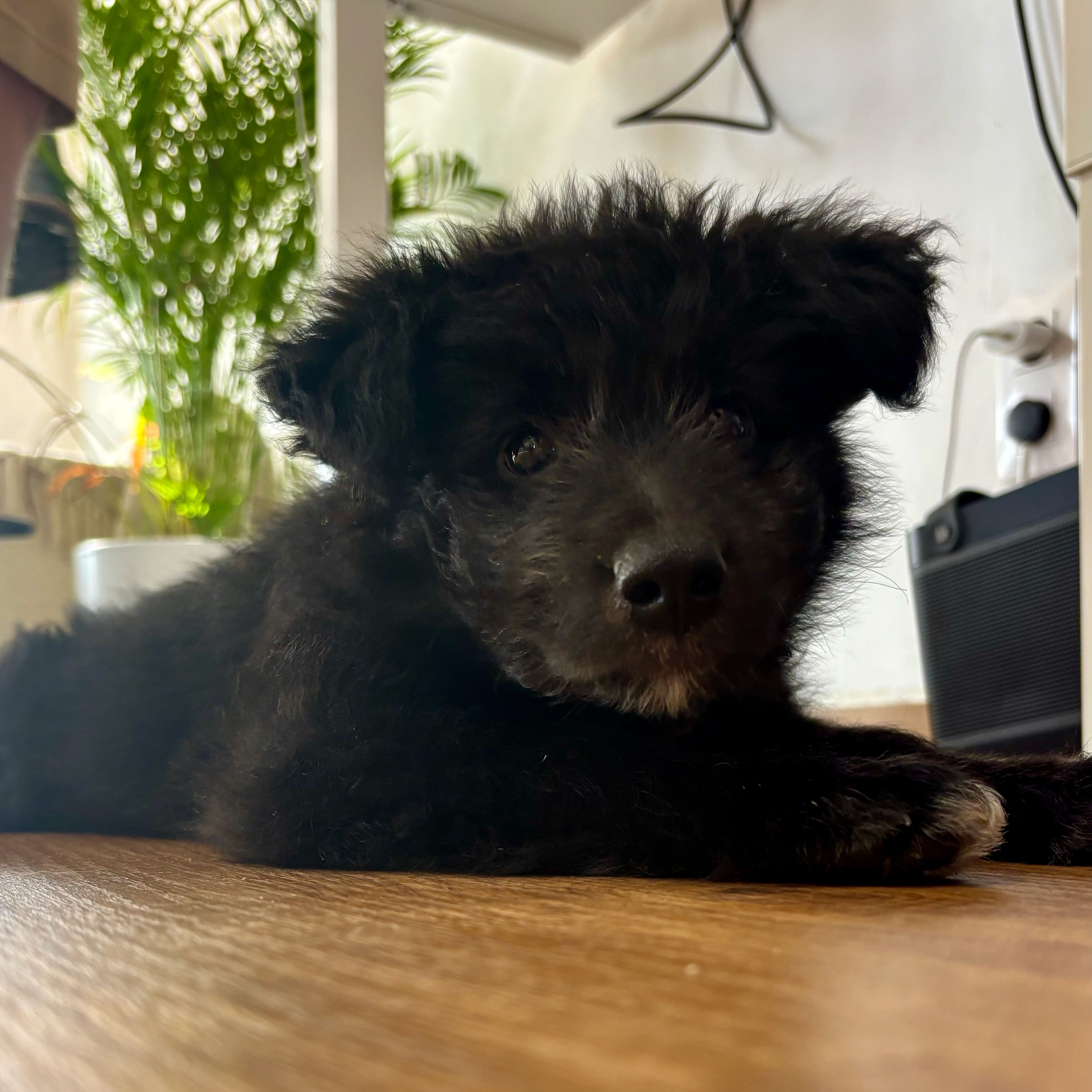 Bramble