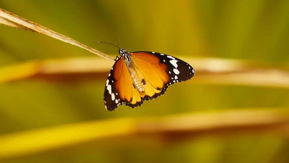 Butterfly in Nijar