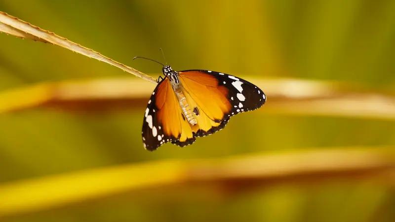 Butterfly in Nijar