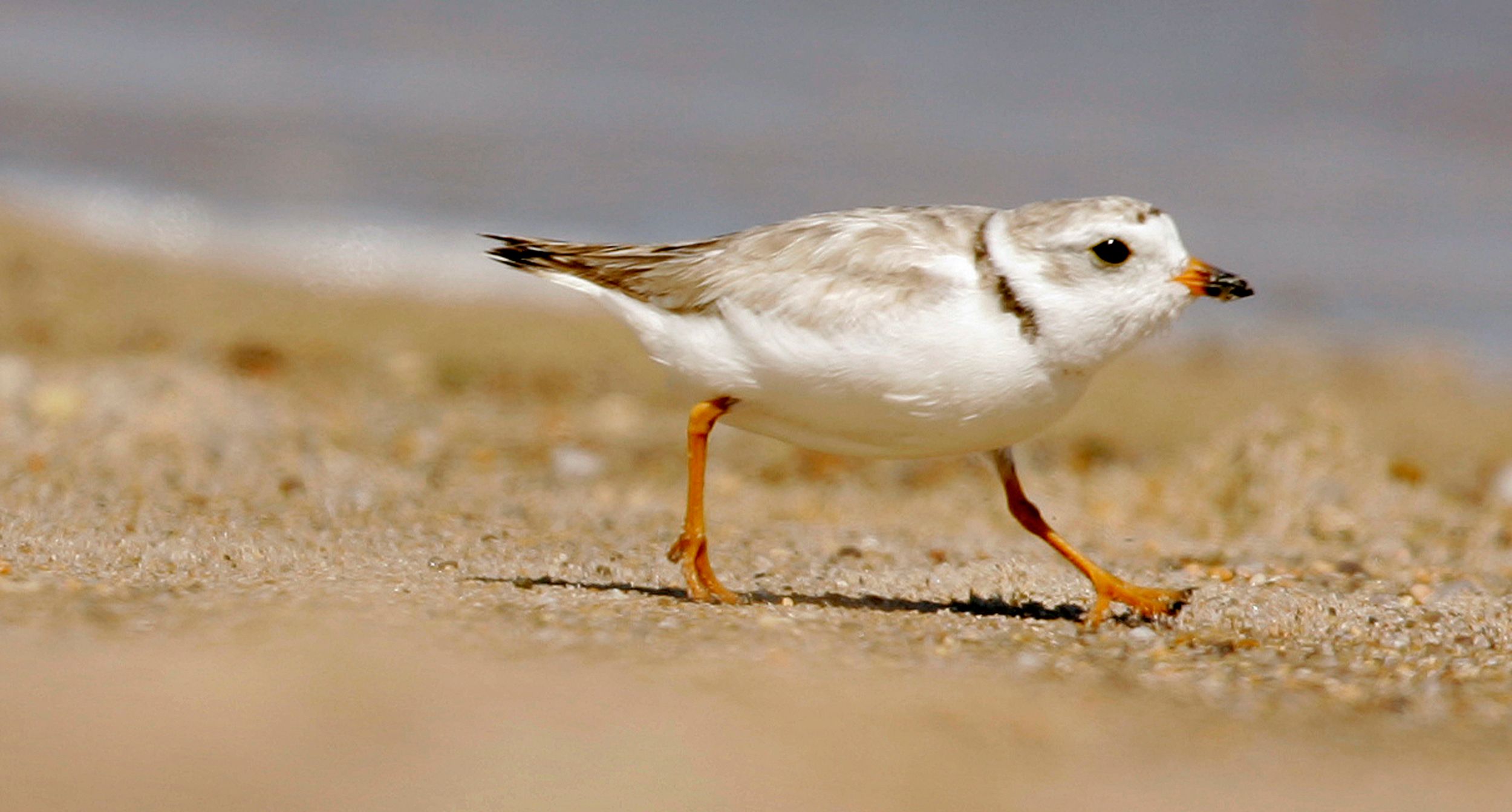Adult piping plover running along a beach