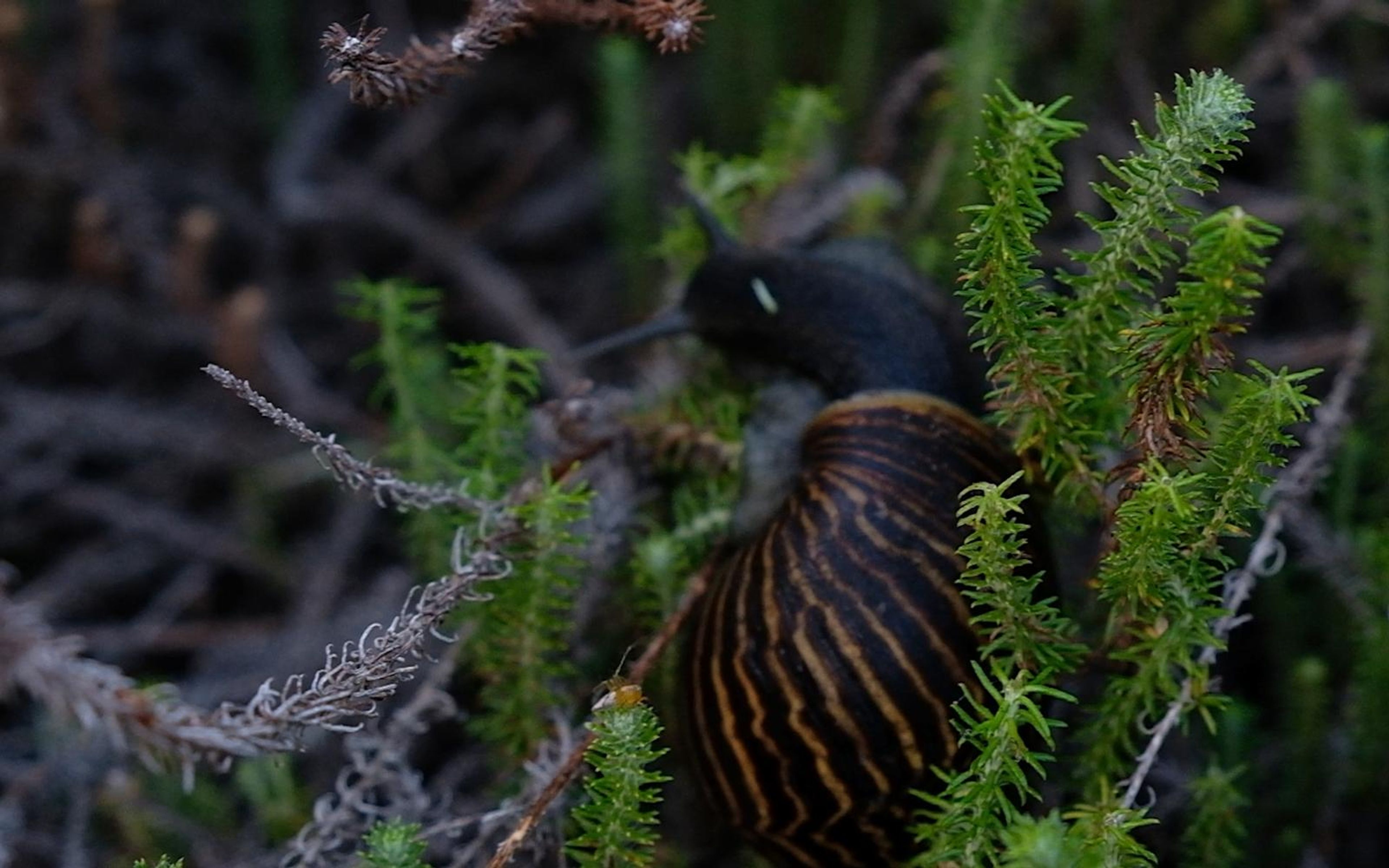 Dark snail with a striped shell climbing a bright green sprig