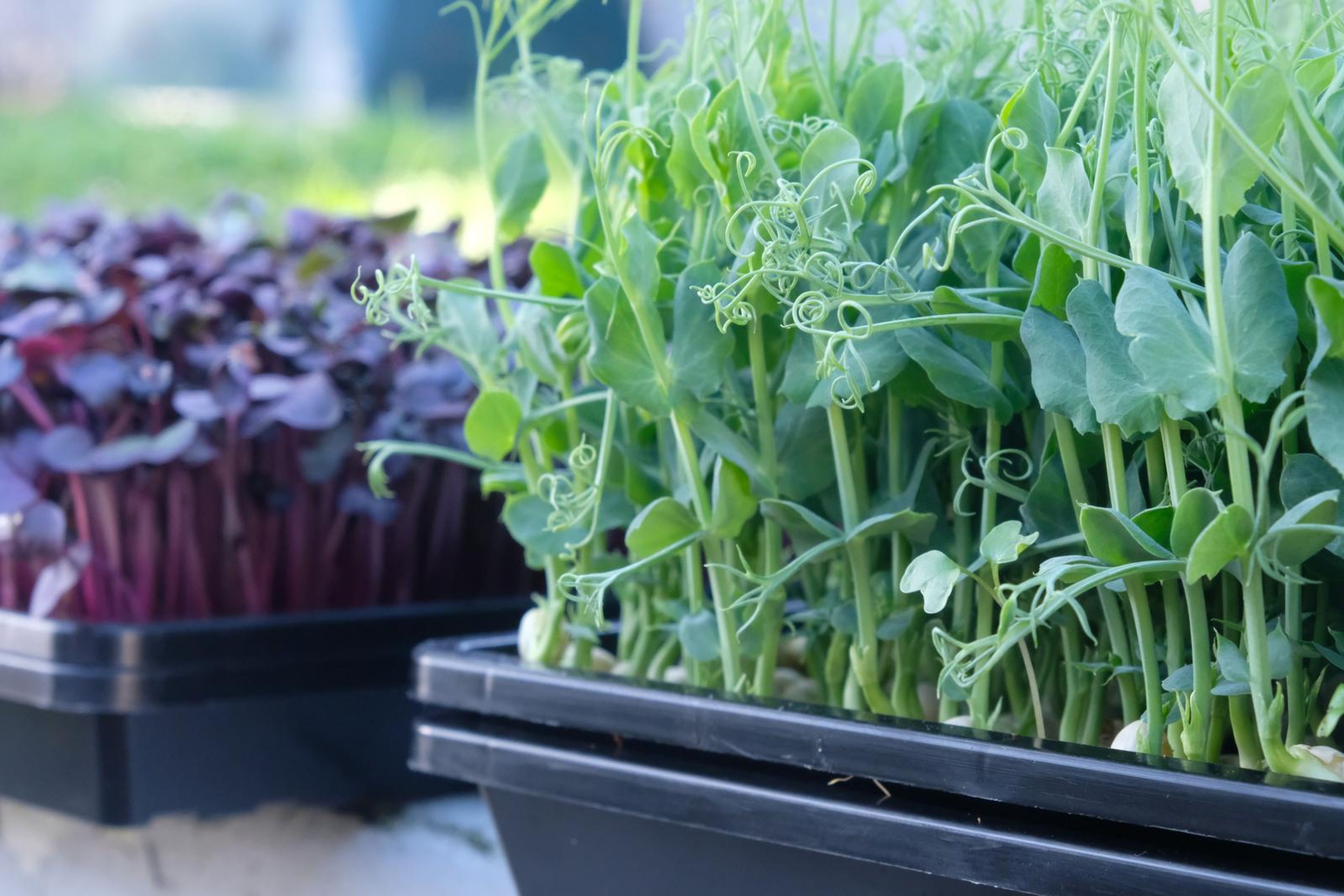 Tray of purple micro greens beside a tray of pea shoots
