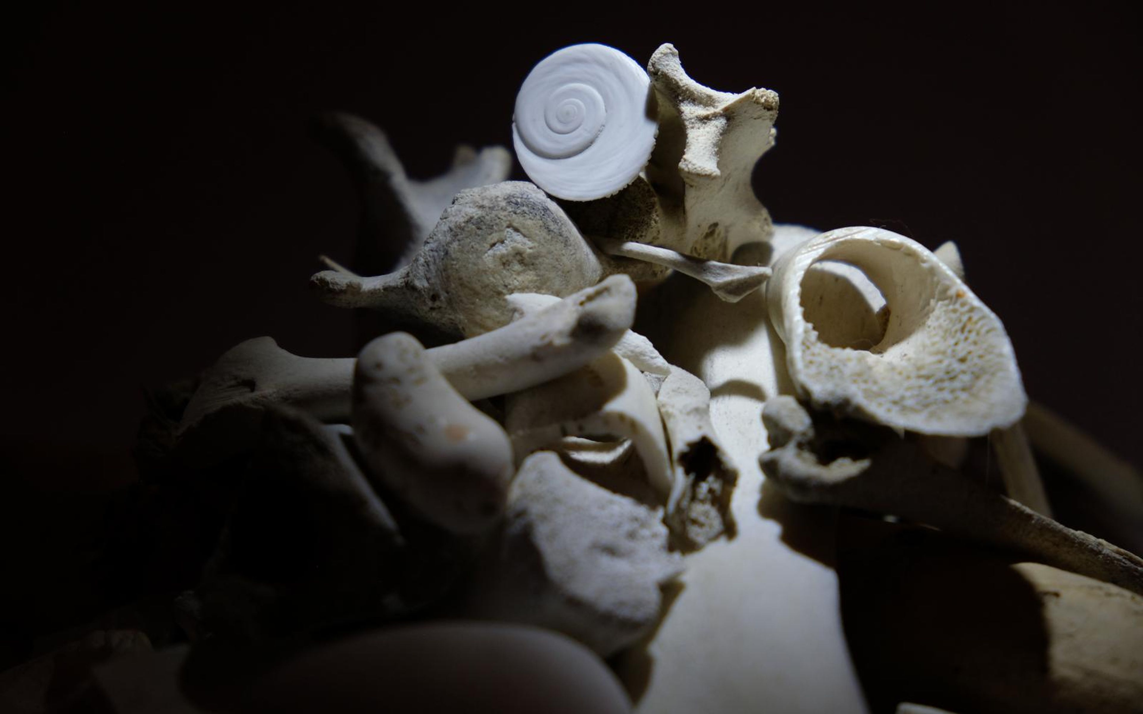 Pile of bones with a white spiral disc on top, lit from the front against a dark brown background