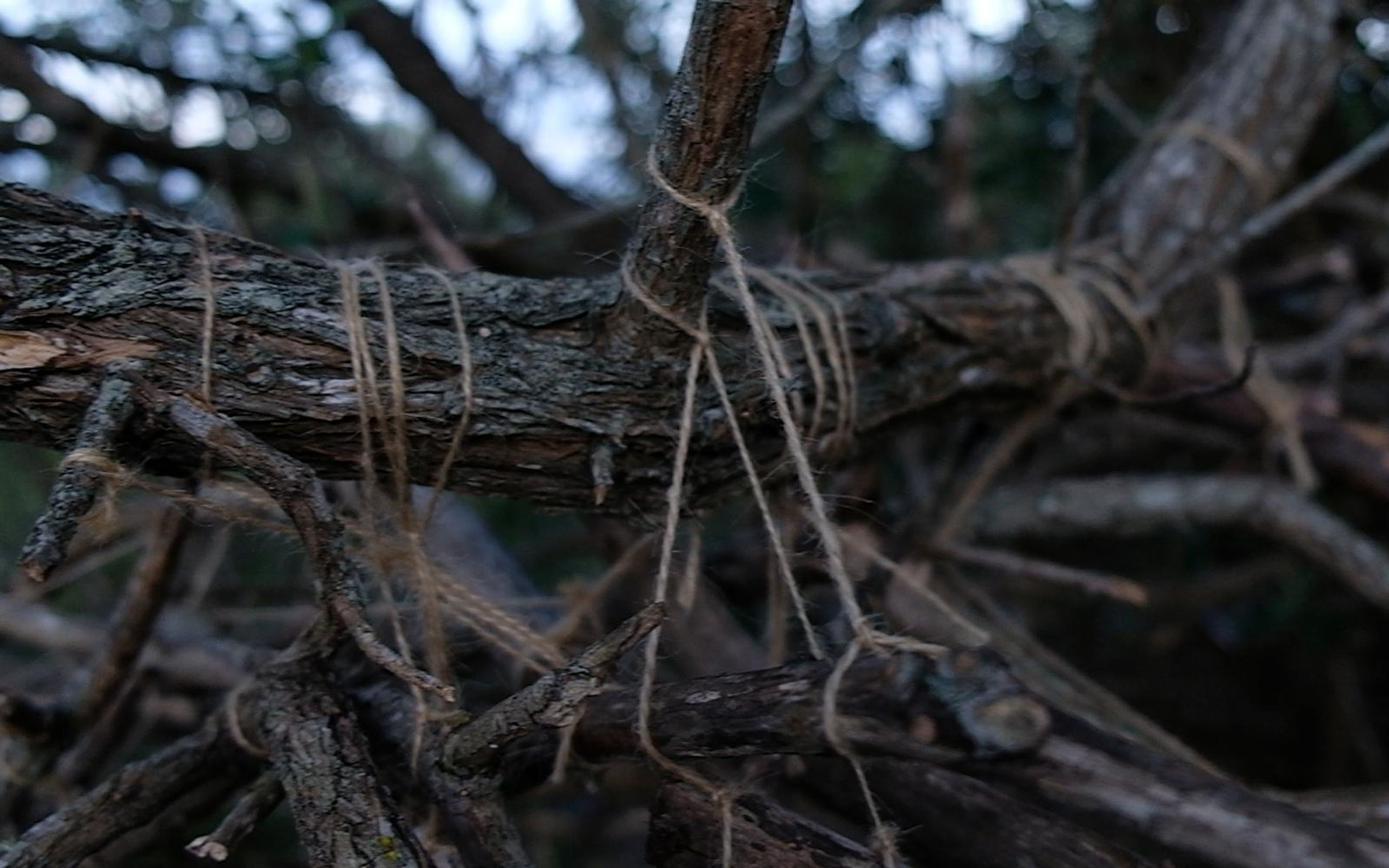 Close view of a thick branch lashed with twine at a joint