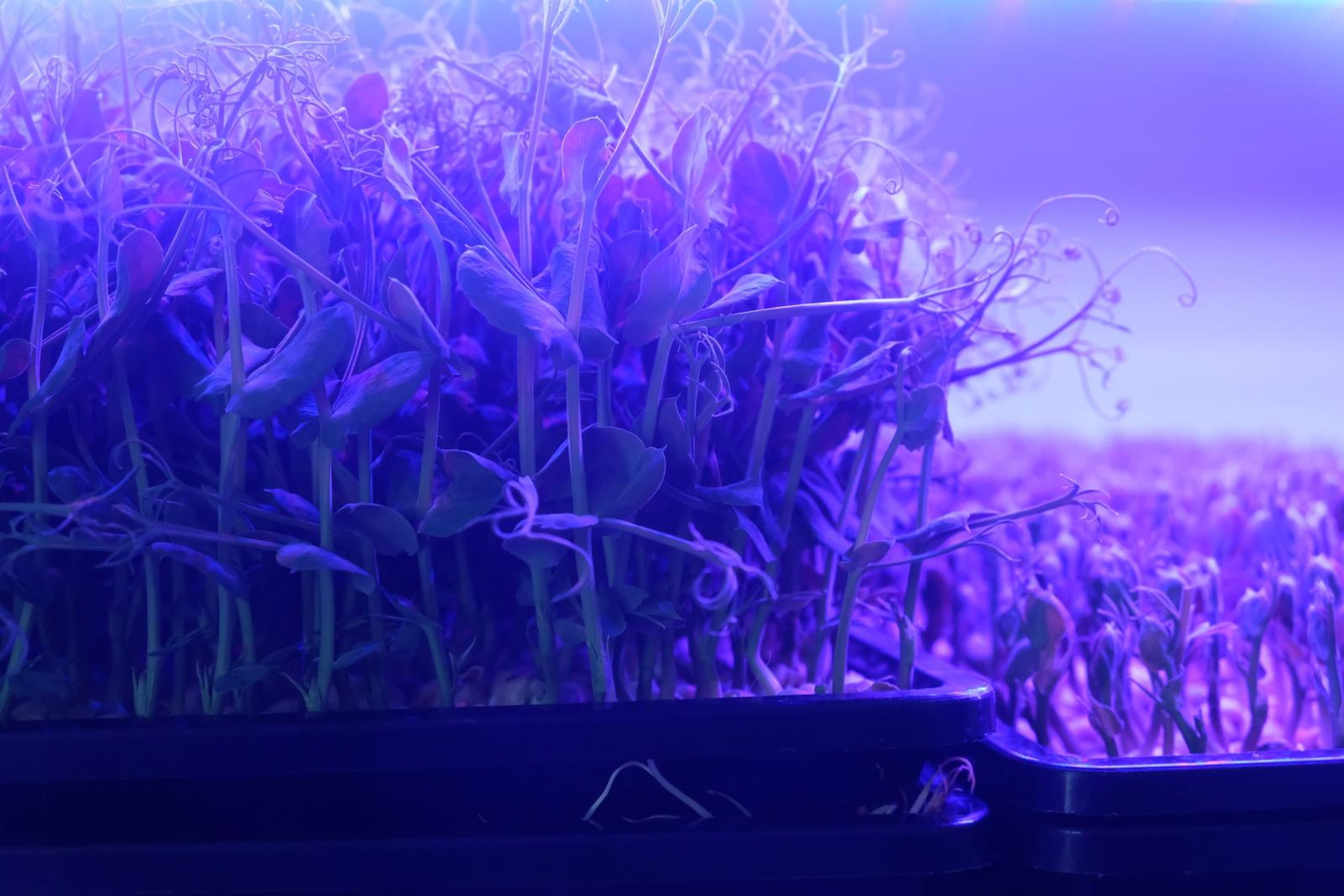 Tall pea shoots in a tray under purple grow lights