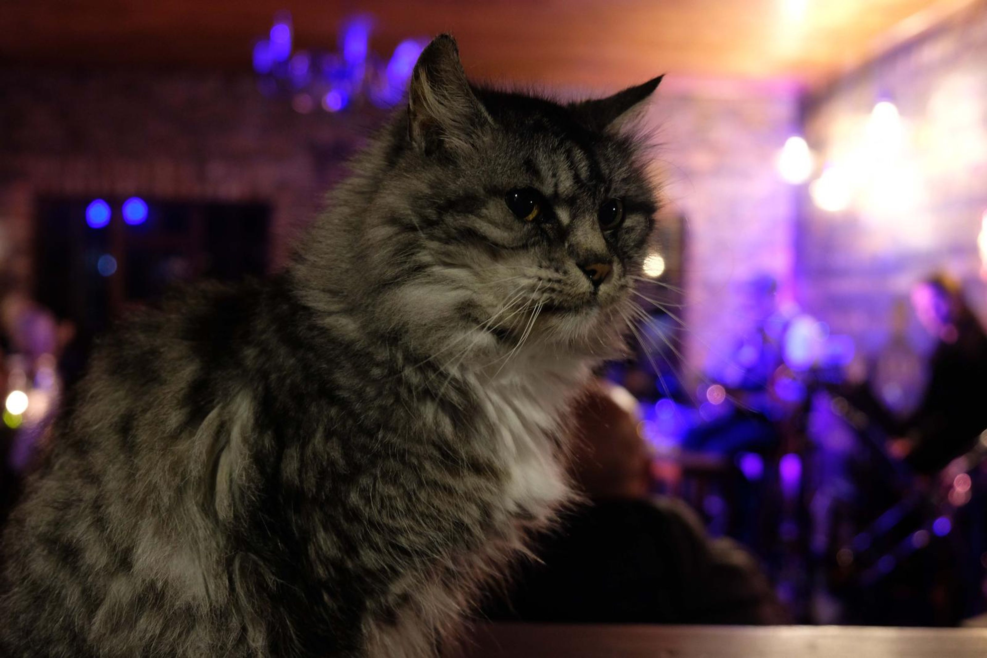 The venue cat watching the band from a table
