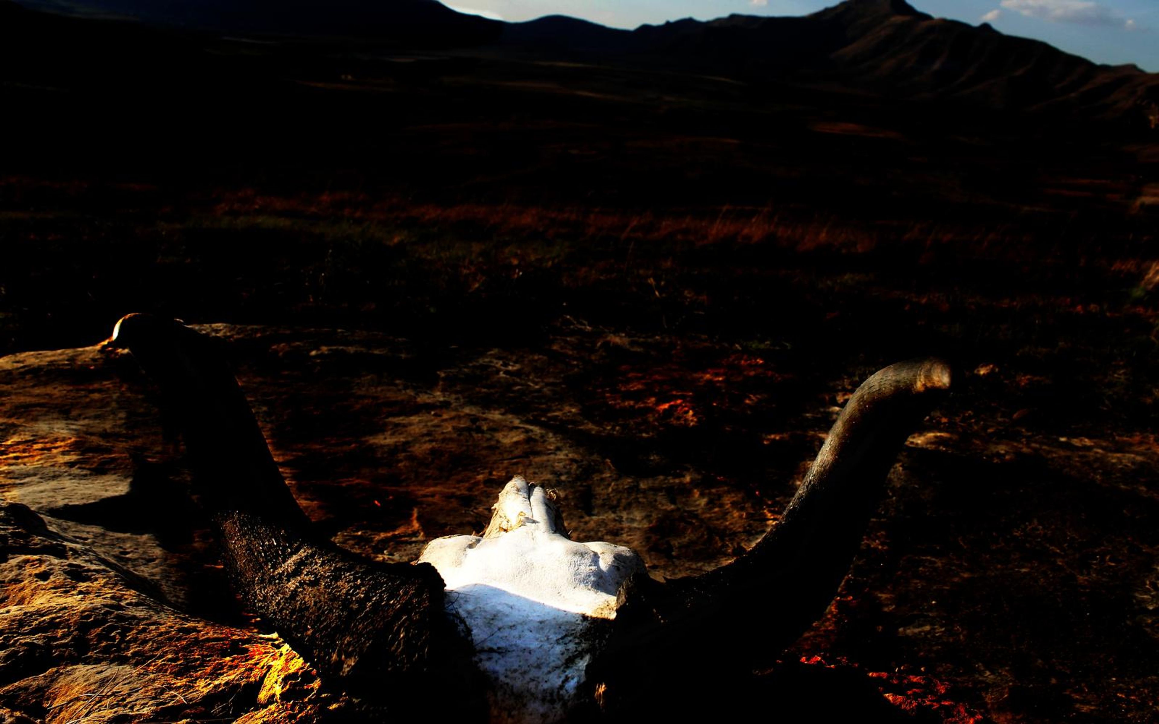 Horned skull seen from behind in a dark red-brown landscape with hills and sky at dusk