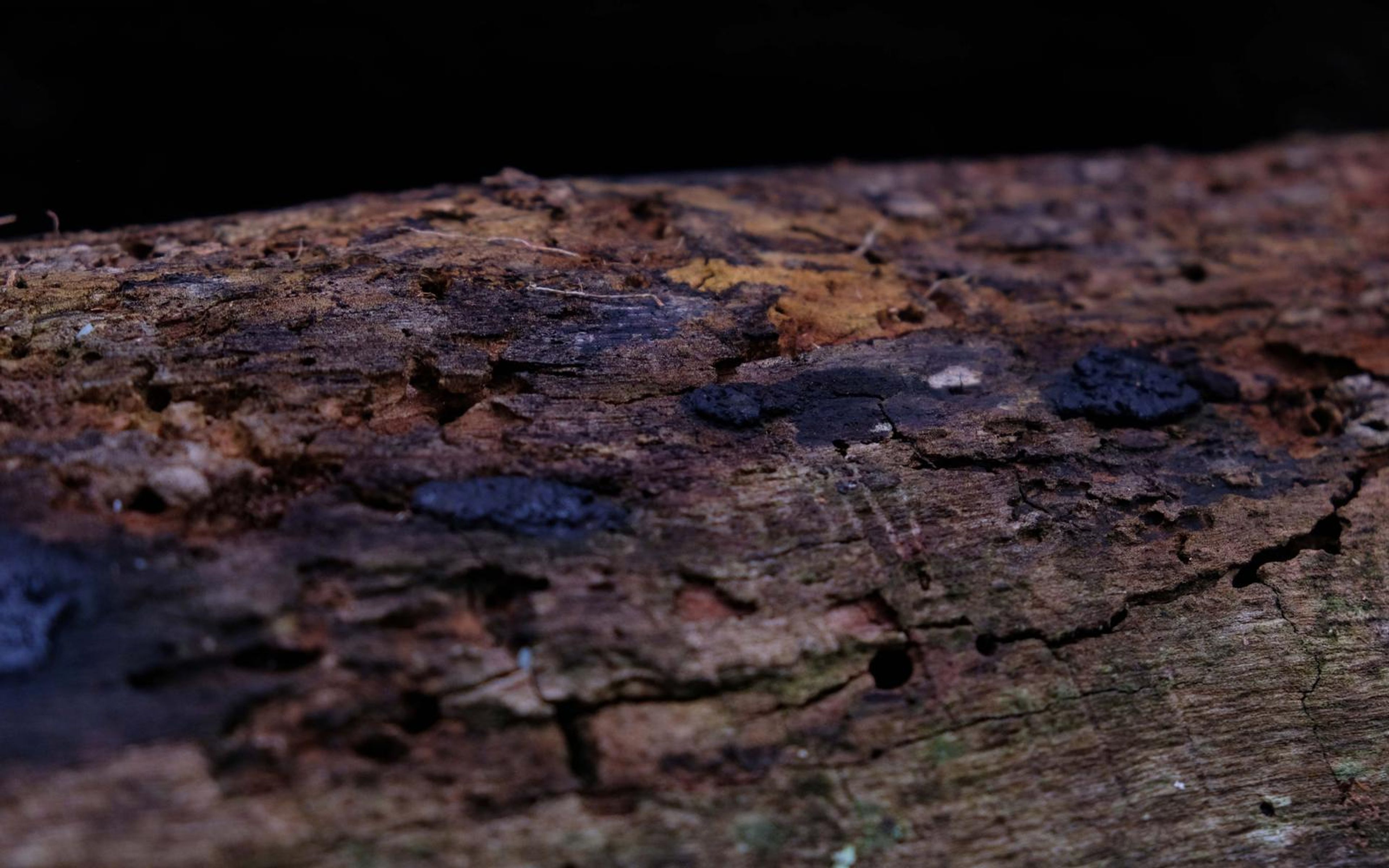 Textured log surface with dark fungal spots, cracks and warm orange tones