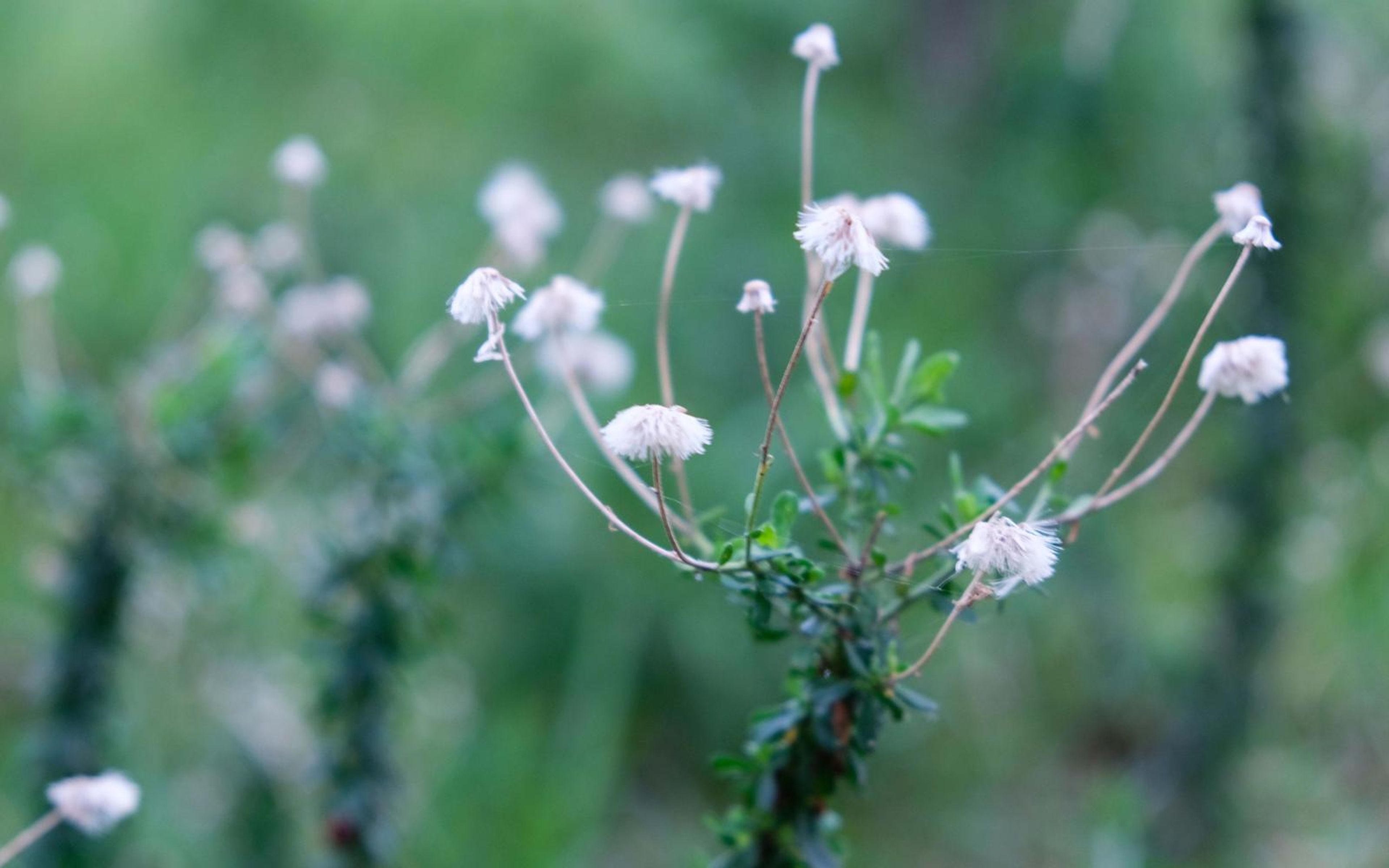 Cluster of small white flowers on thin stems among green foliage, shallow focus