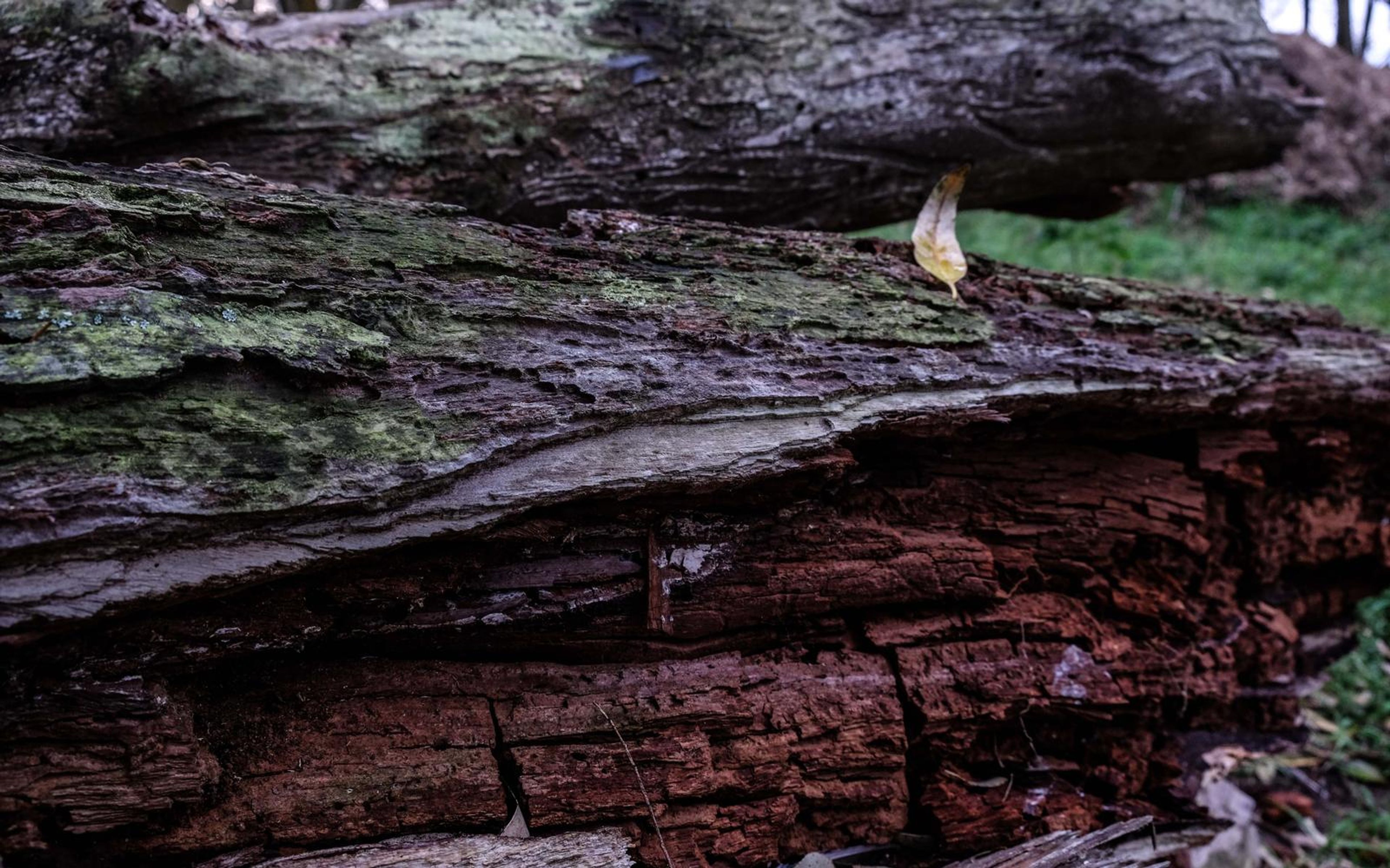 Fallen log with green moss over layered red wood, a small leaf on top and grass beyond