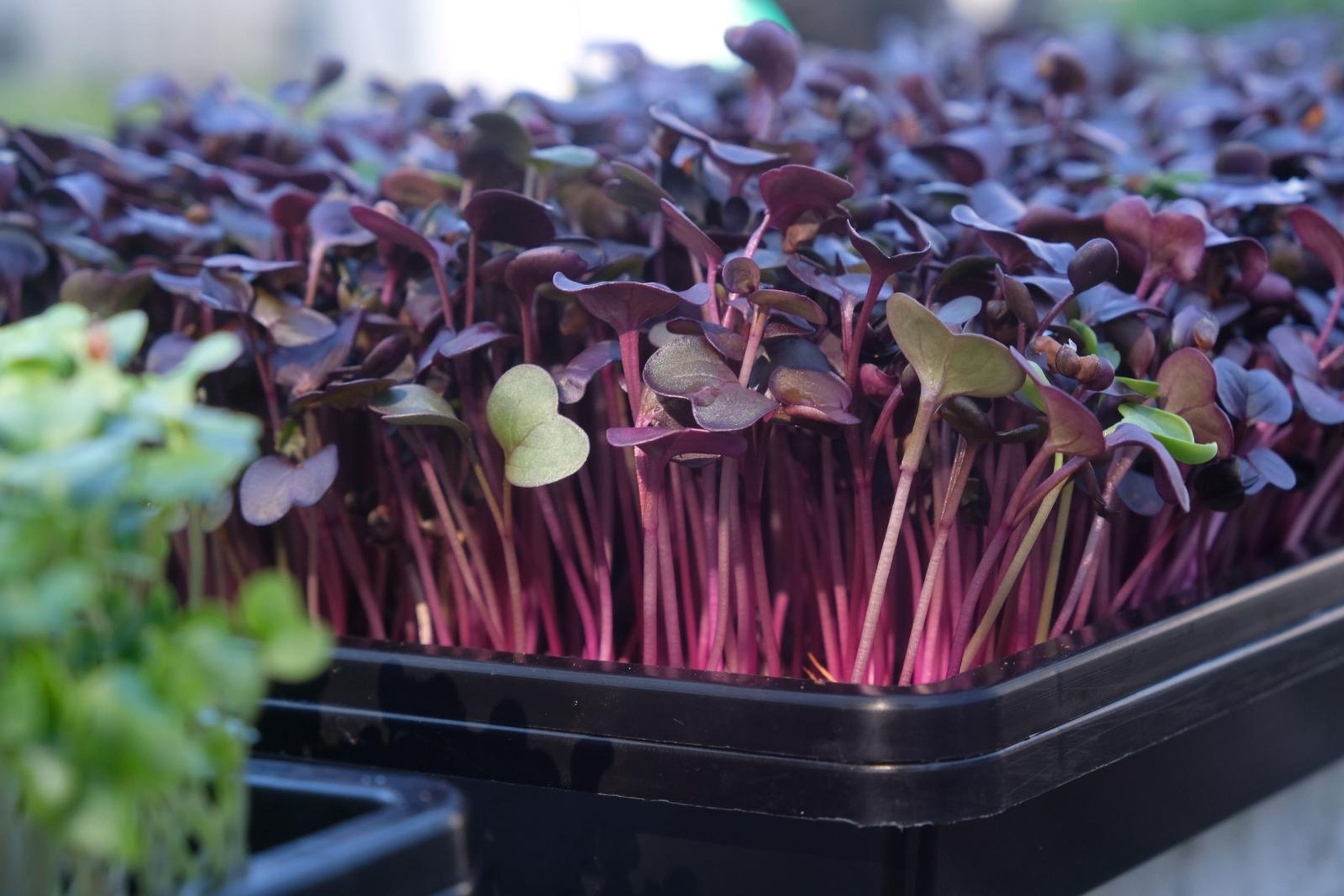Side view of purple micro greens with bright pink stems in a tray