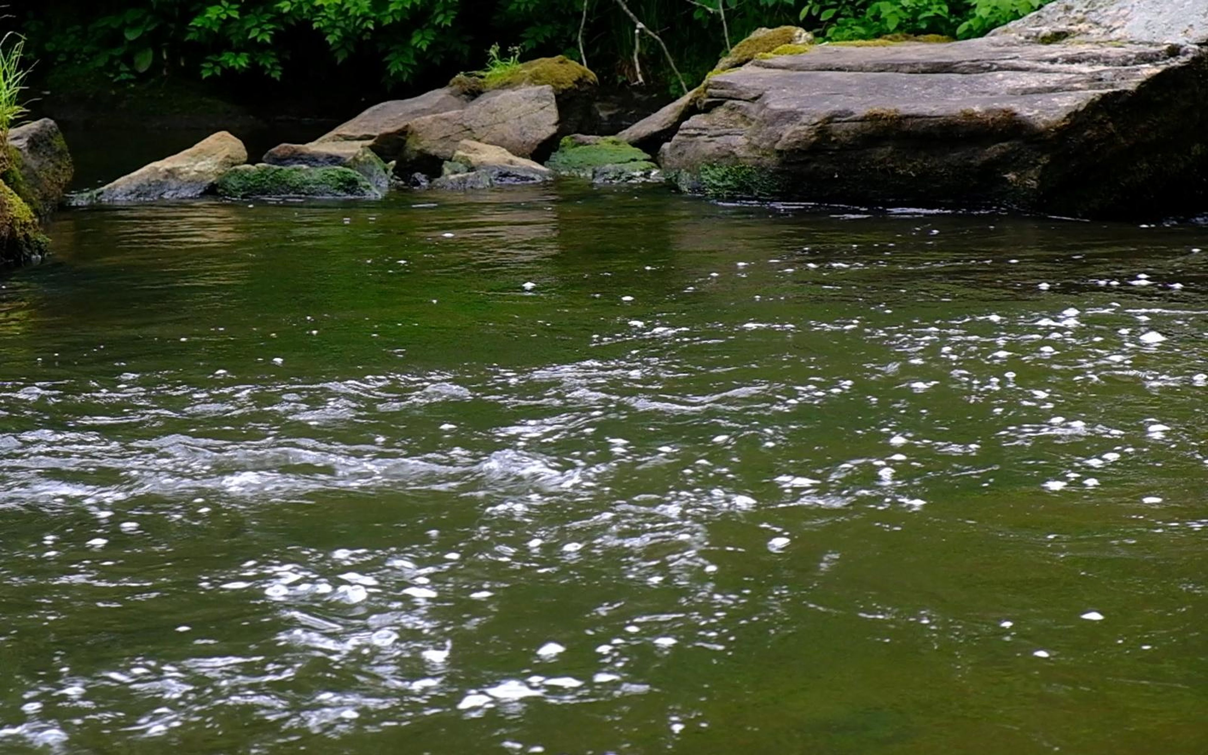 Green-tinted river surface with ripples and a rocky bank in the distance