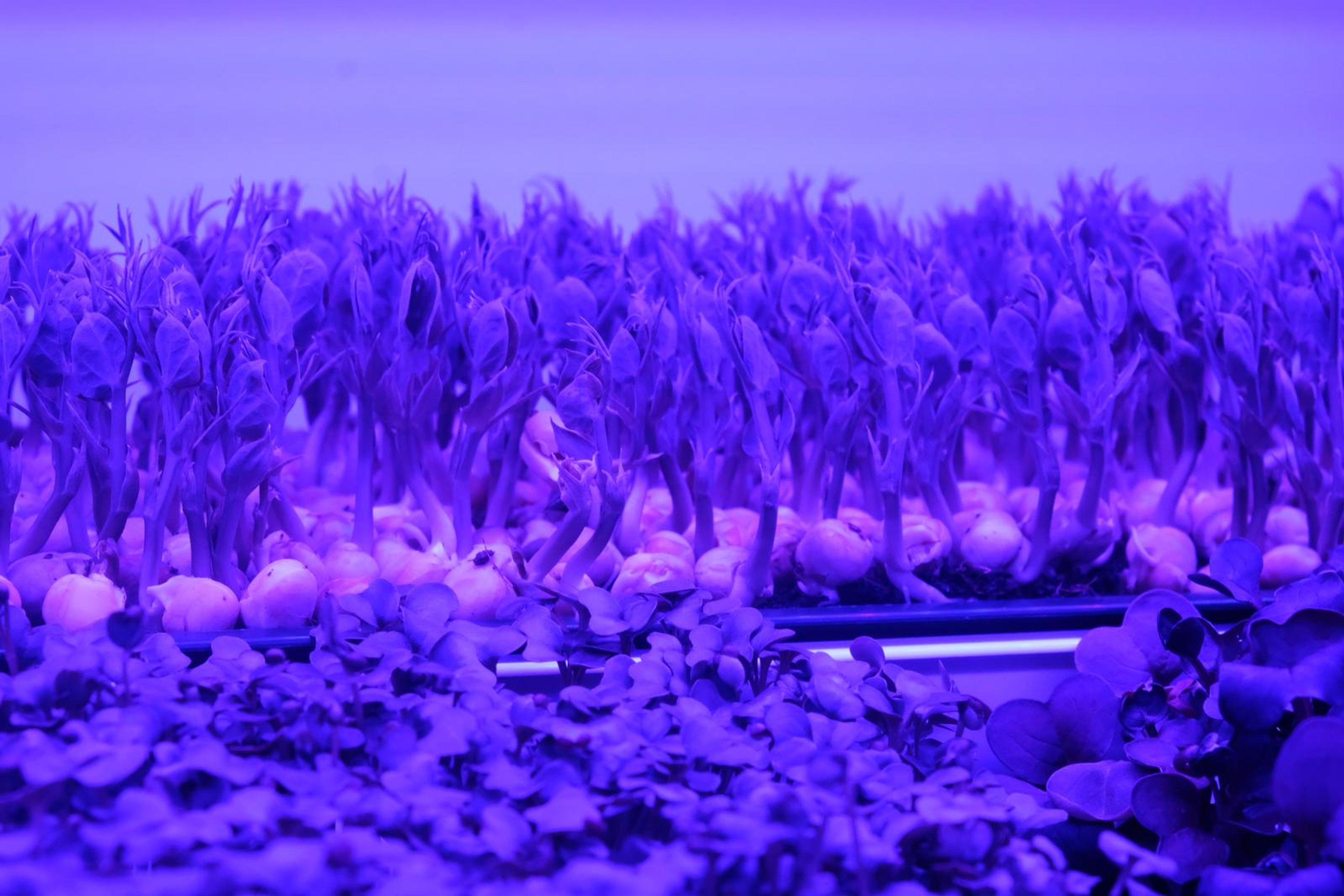 Pea shoots growing under purple grow lights