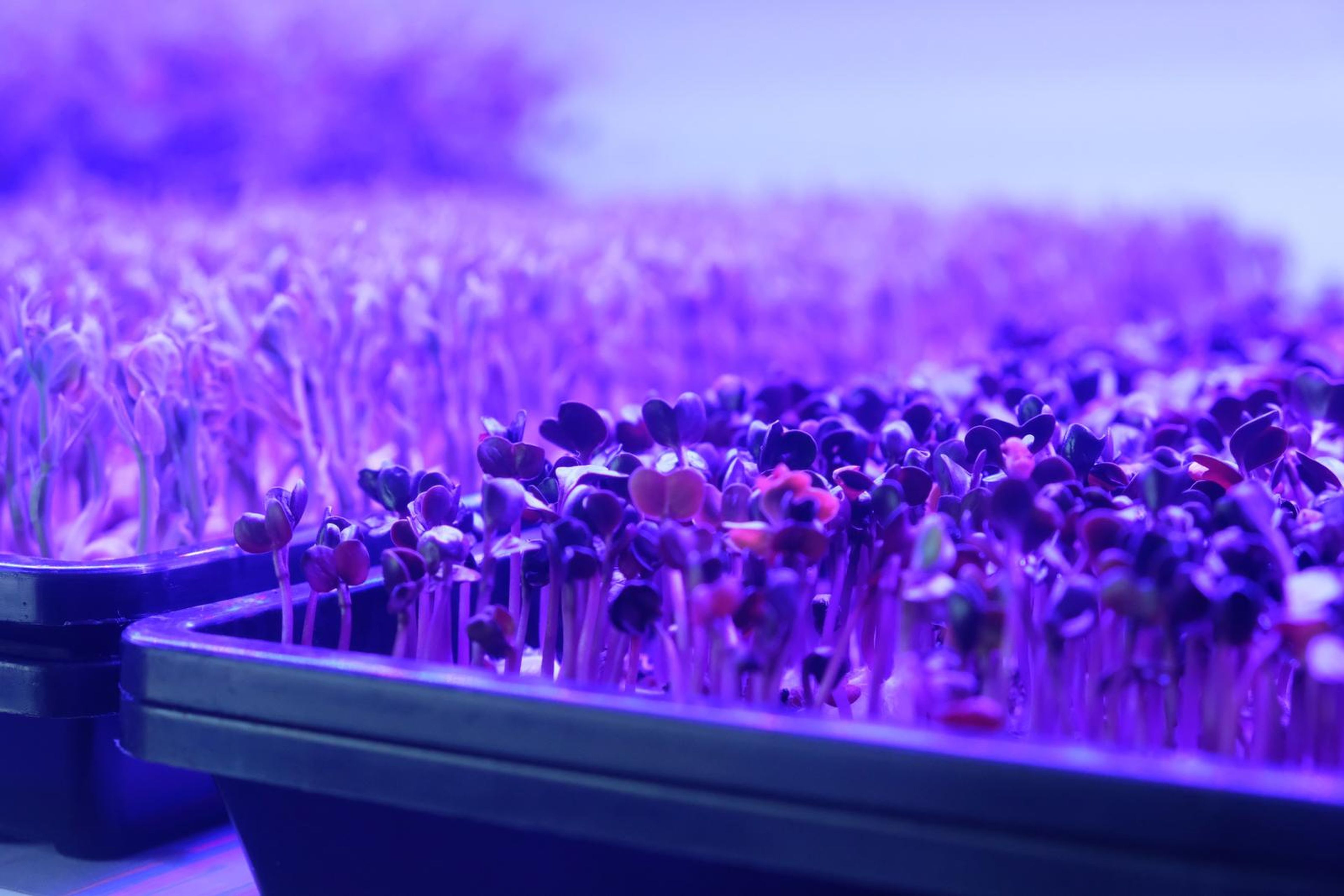 Purple micro greens in a black tray under grow lights