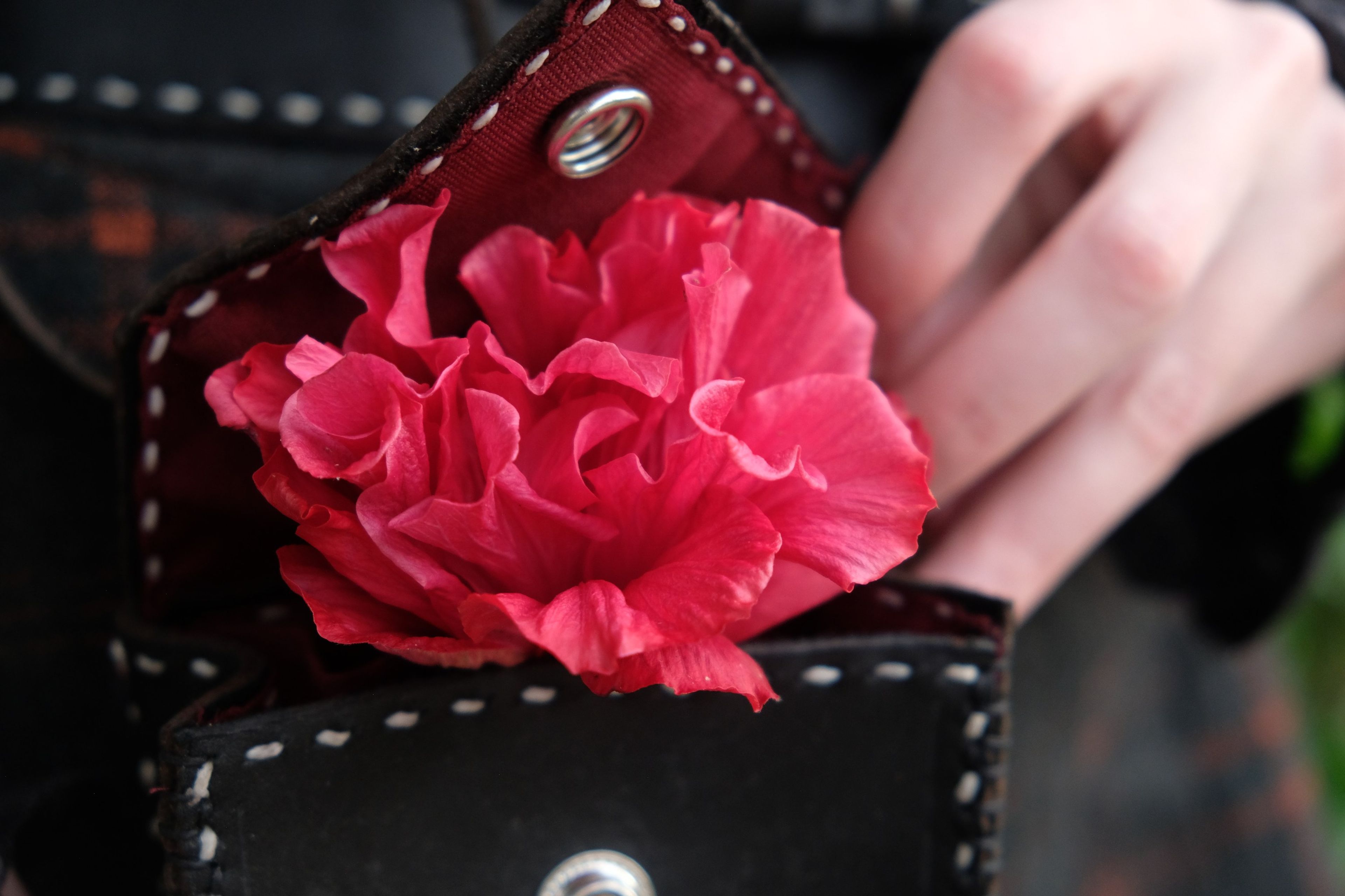 Red flower tucked into a black leather pouch with a snap