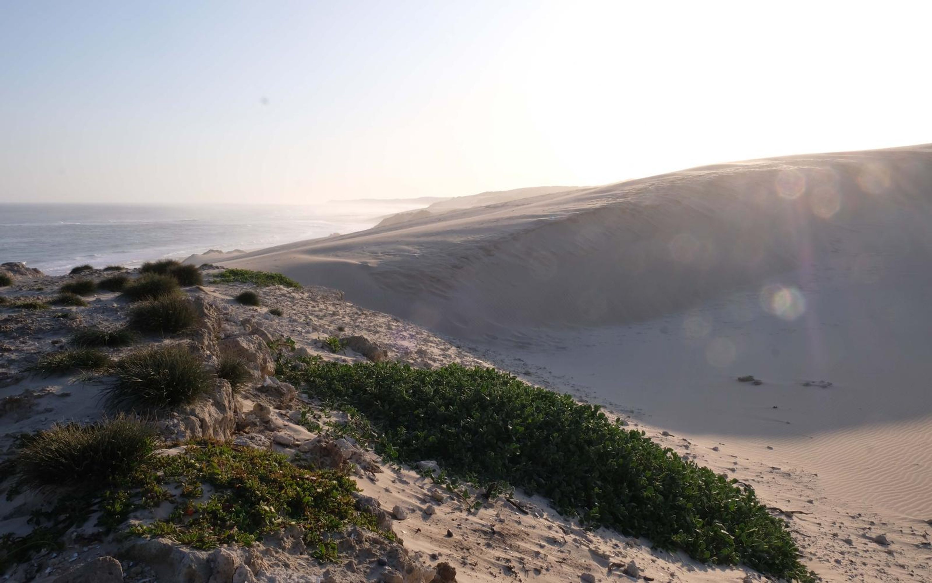 Green coastal plants on a dune edge above a sweep of sand and a distant sea