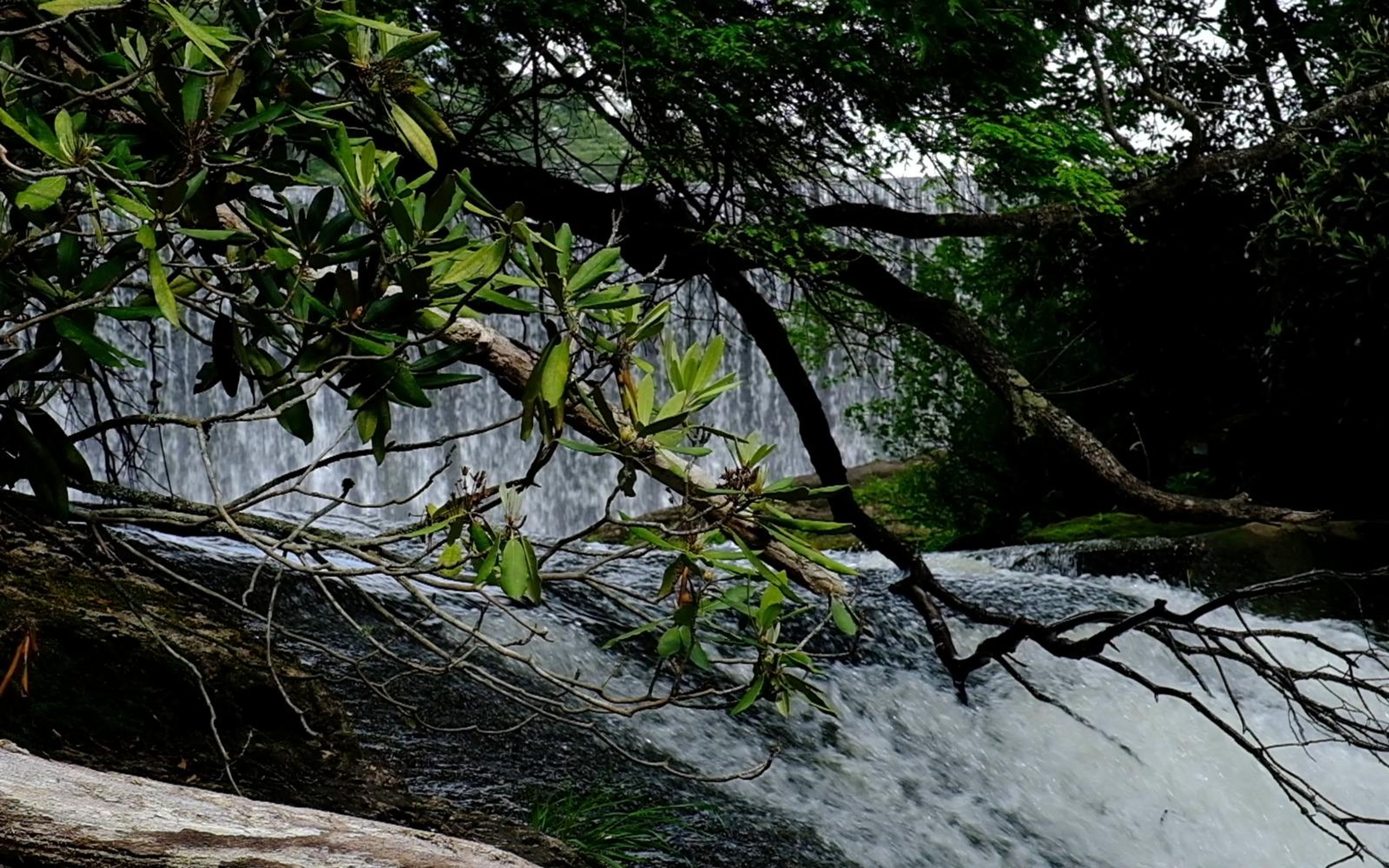 Leafy branches and fallen limbs above rushing water with the falls in the background