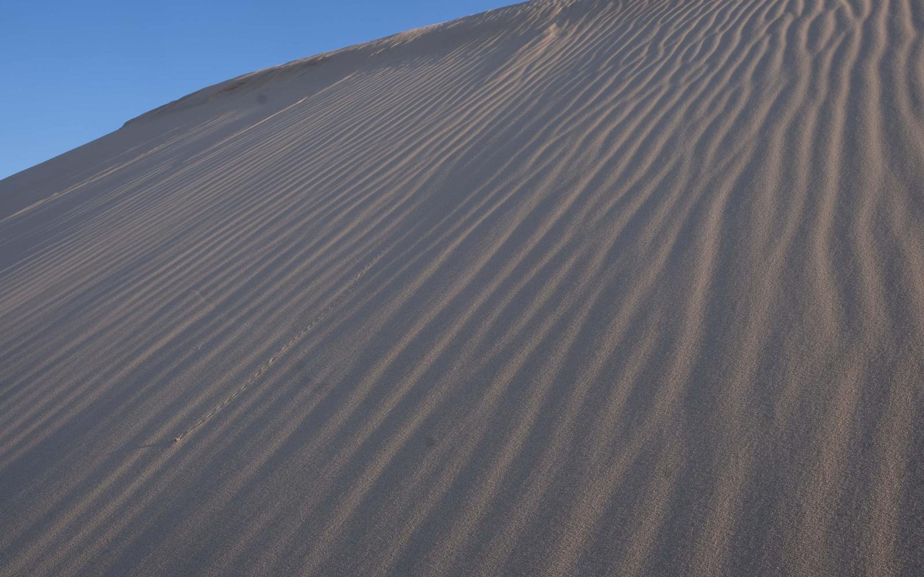 Fine wind ripples running up a dune slope under a clear blue sky