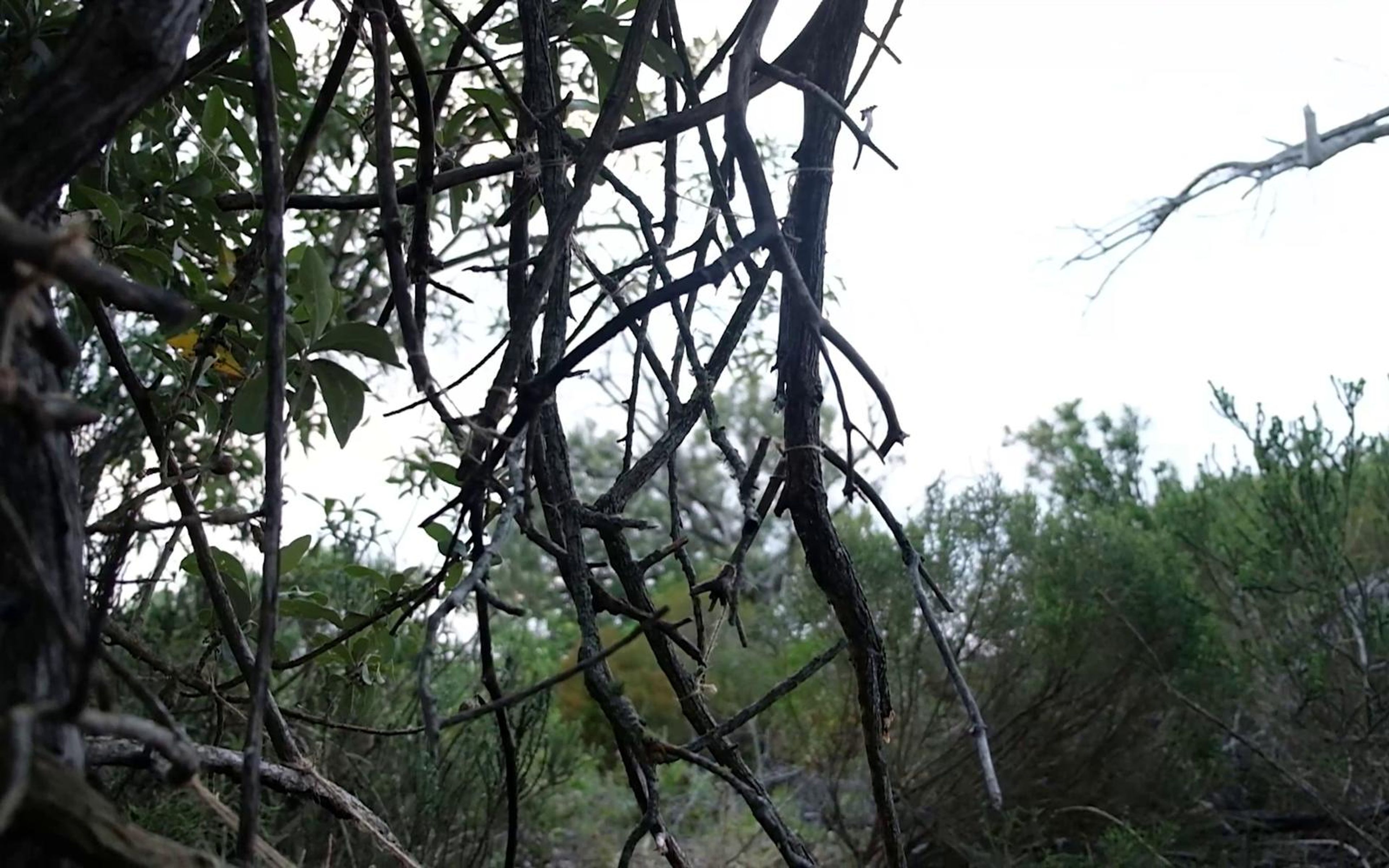 Dark branches and thorny twigs against a pale sky above green shrubs