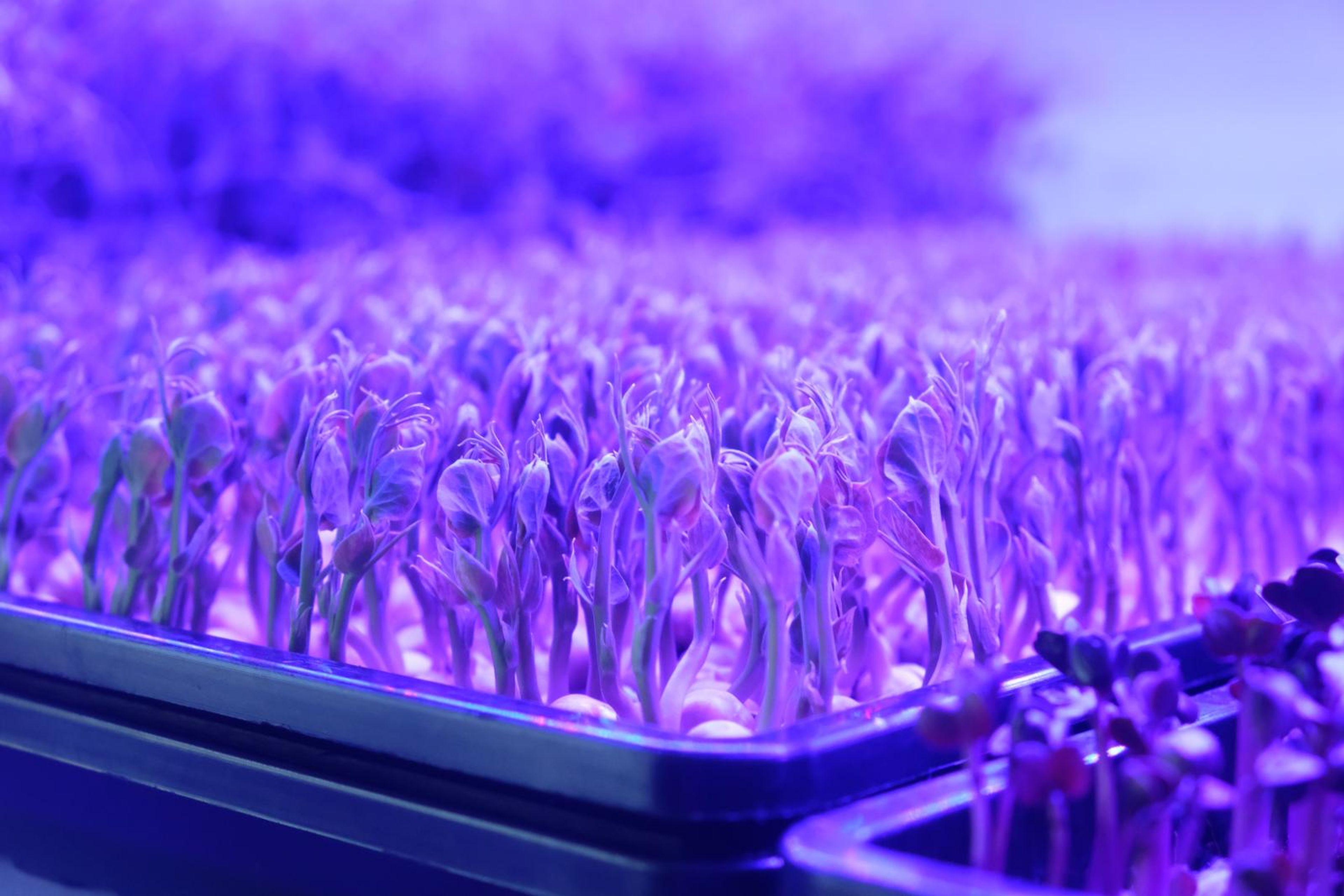 Pea shoots with curling tendrils in a tray under grow lights