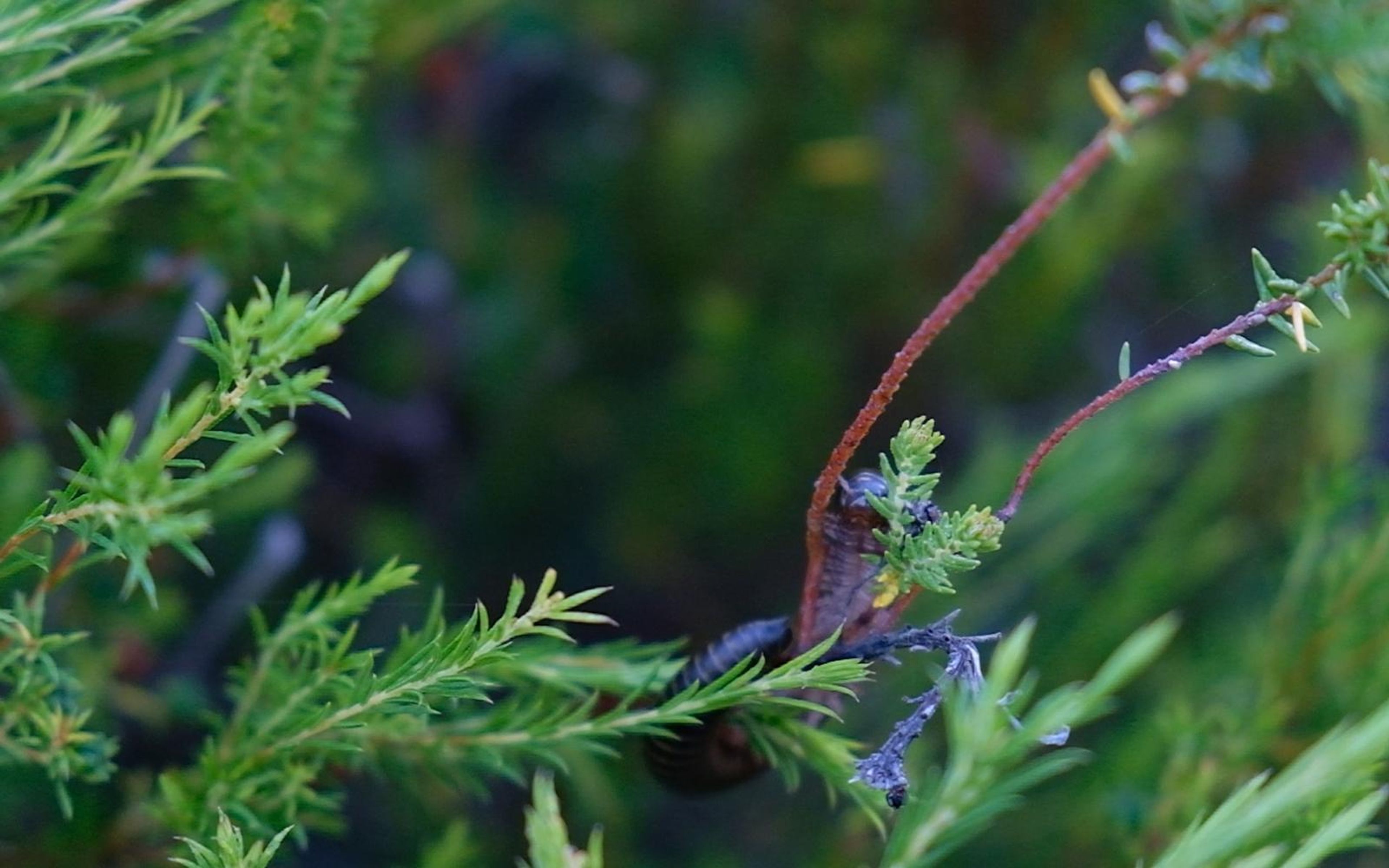 Thin red stem with purple flowers among fine green foliage