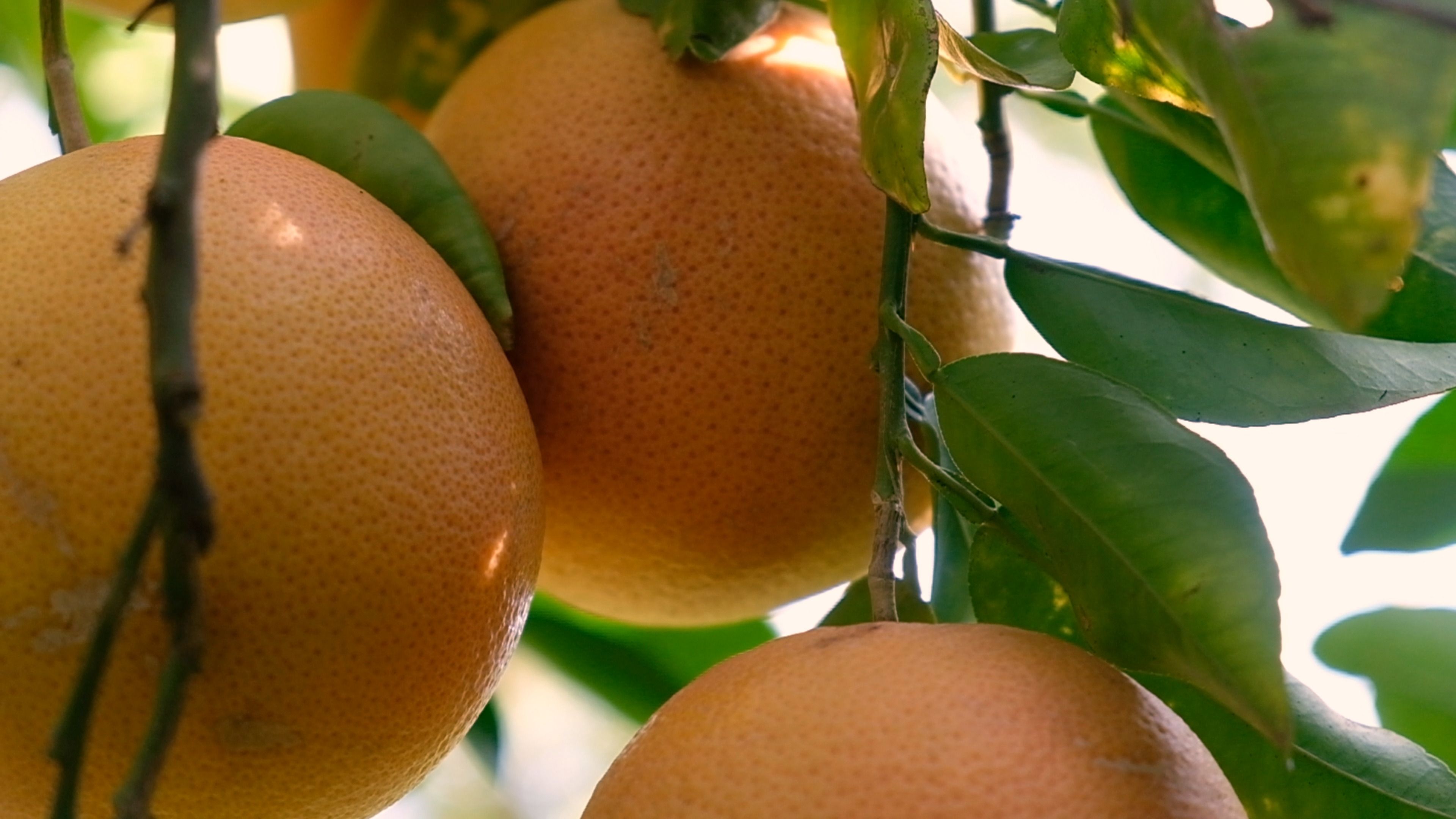 Cluster of ruby grapefruit on a branch