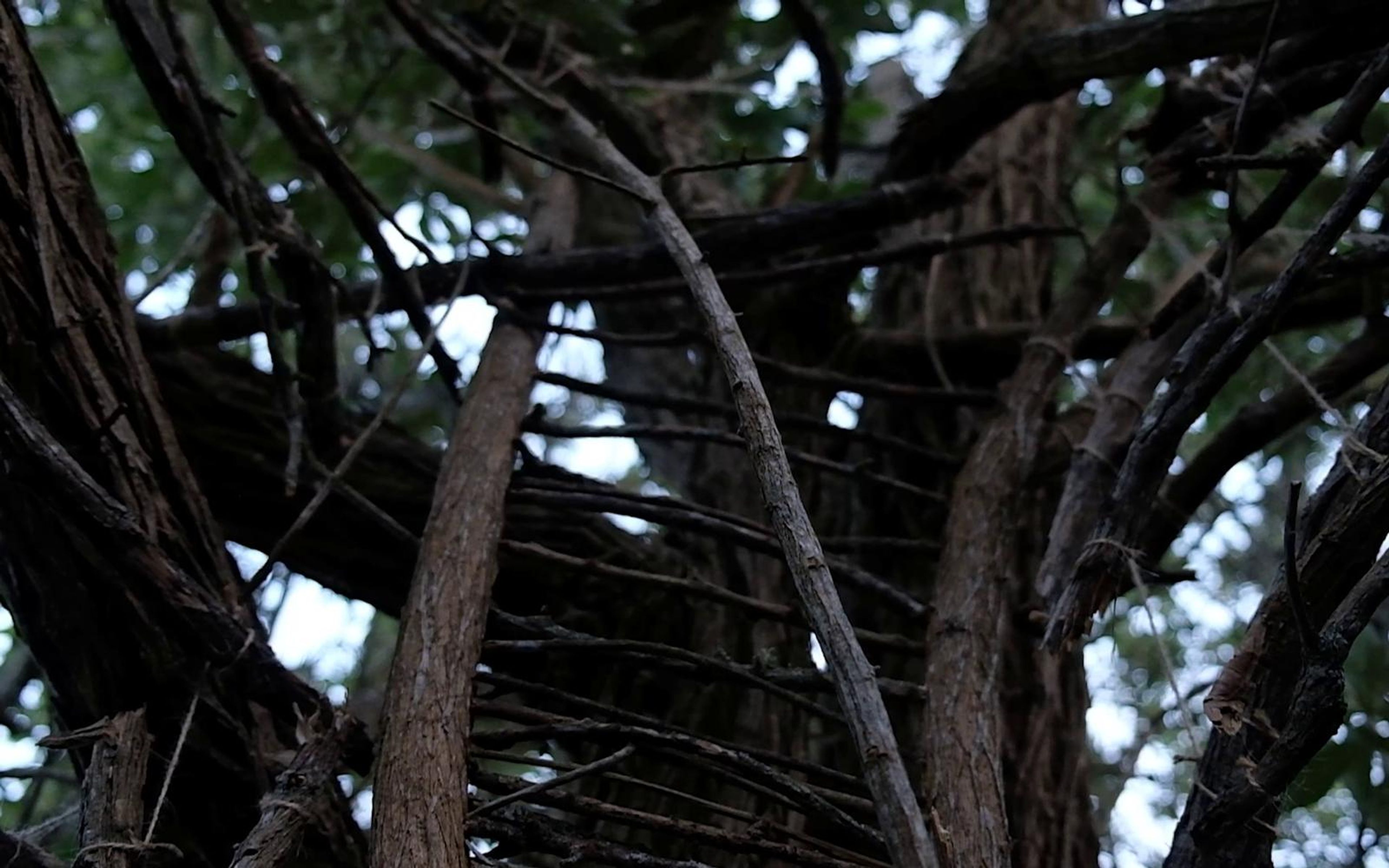 Woven stick lattice seen through a tangle of branches against bright sky