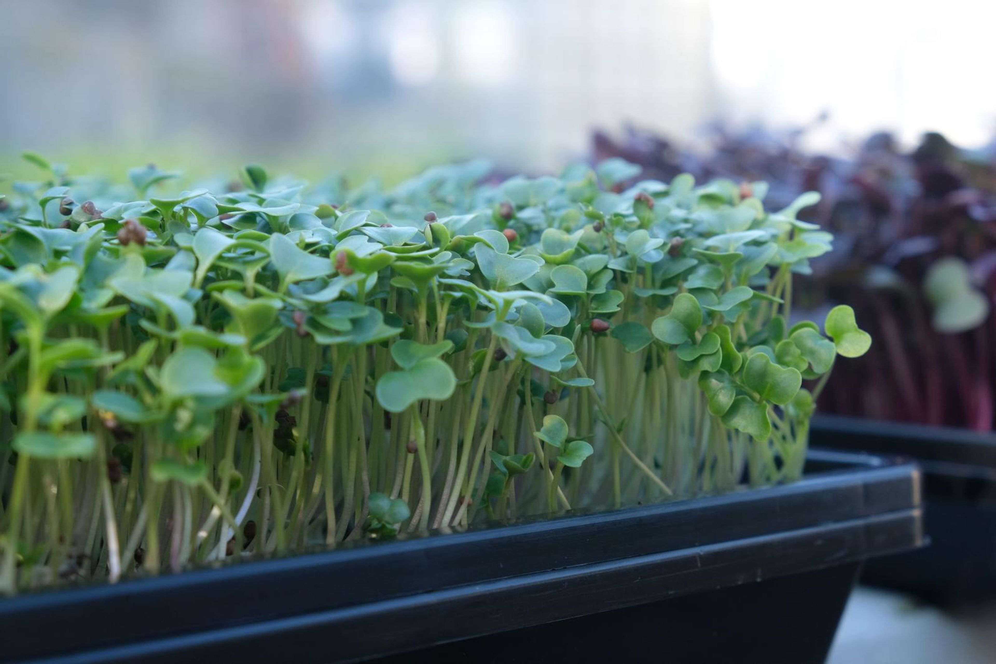 Fresh green micro greens in a tray with purple micro greens behind