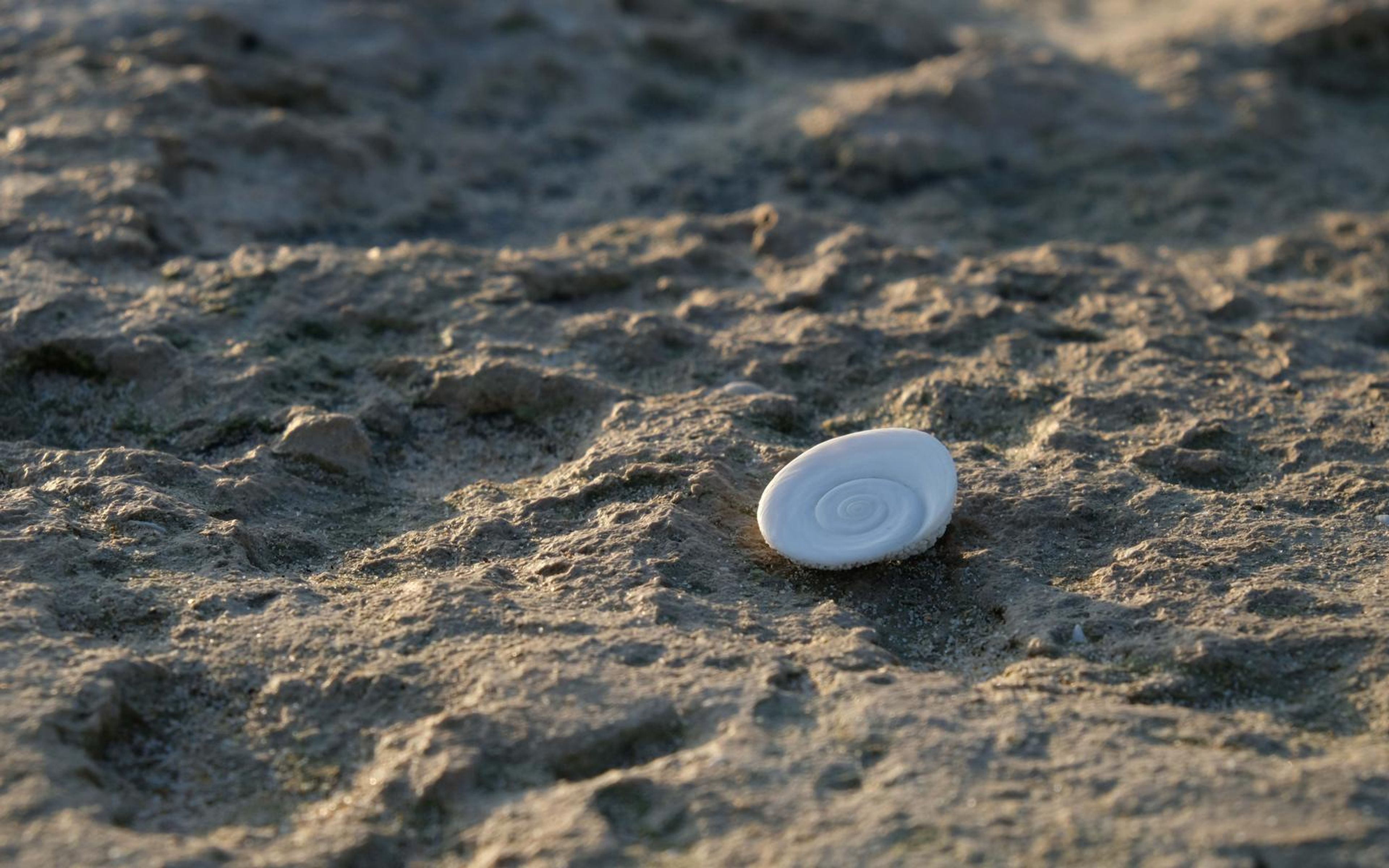 Smooth white spiral shell resting on rough dark sandy rock