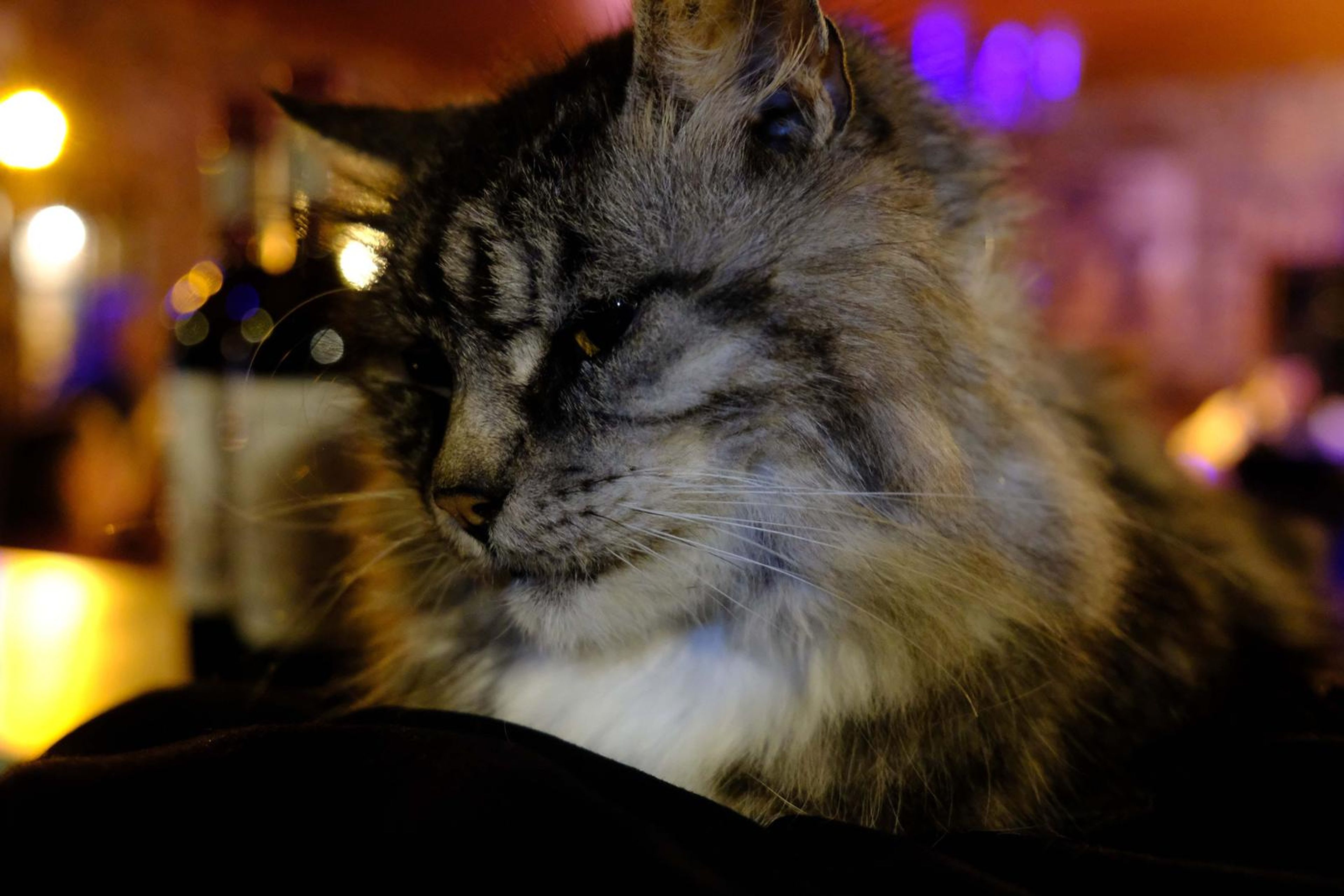 Close-up of the venue cat sitting beside the stage