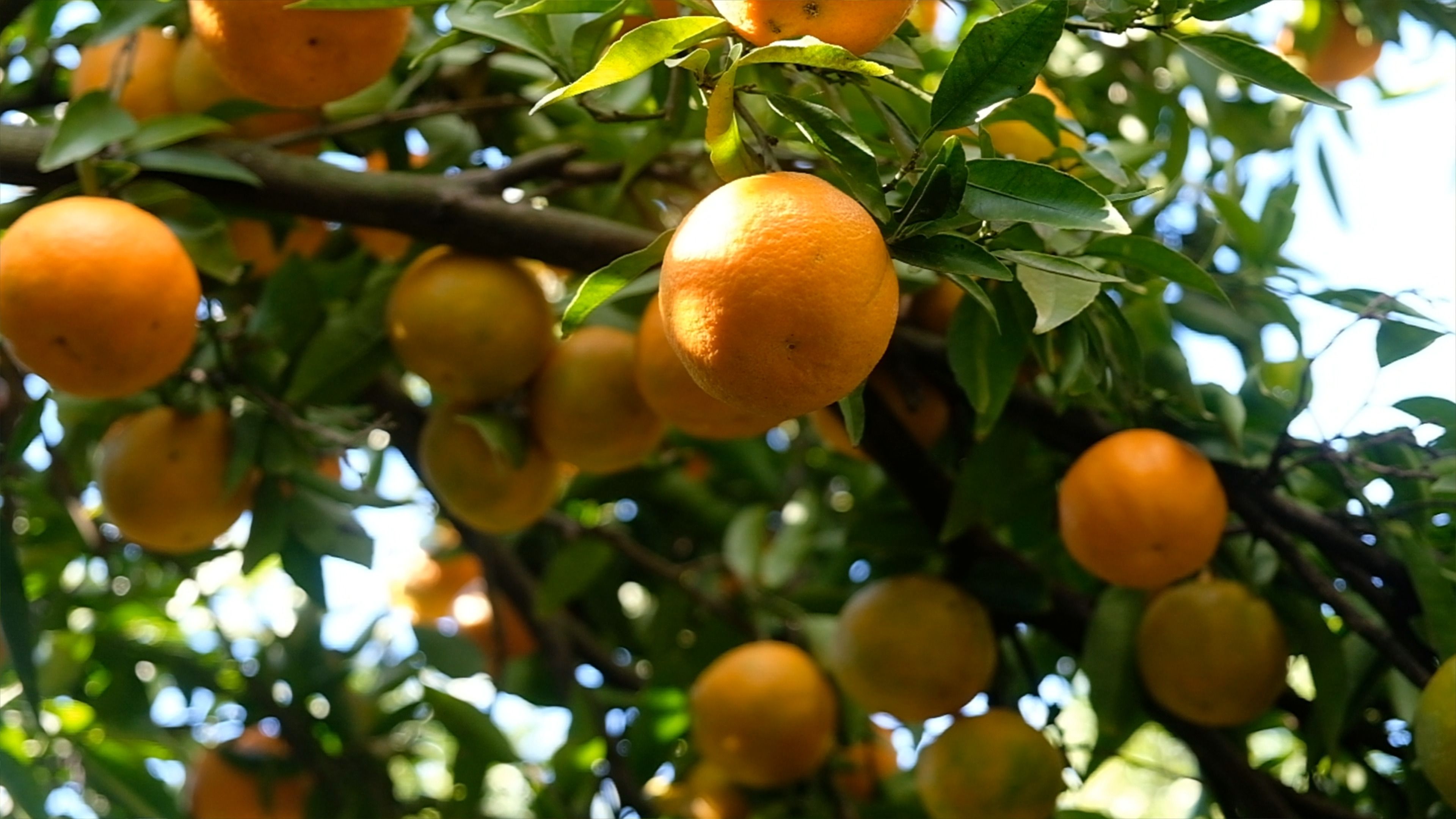 Naartjies ripening on a tree