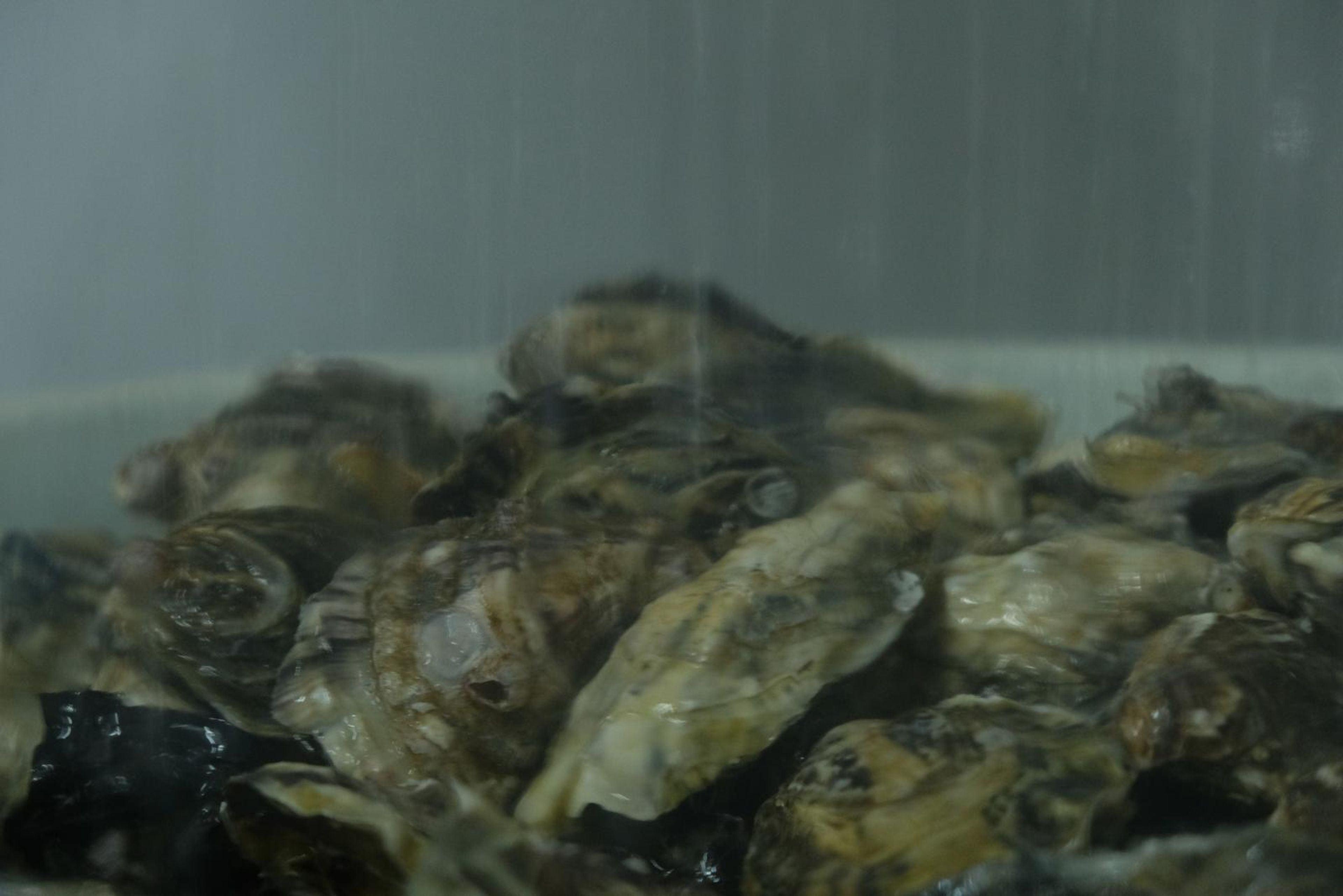 Live oysters in a chilled tank