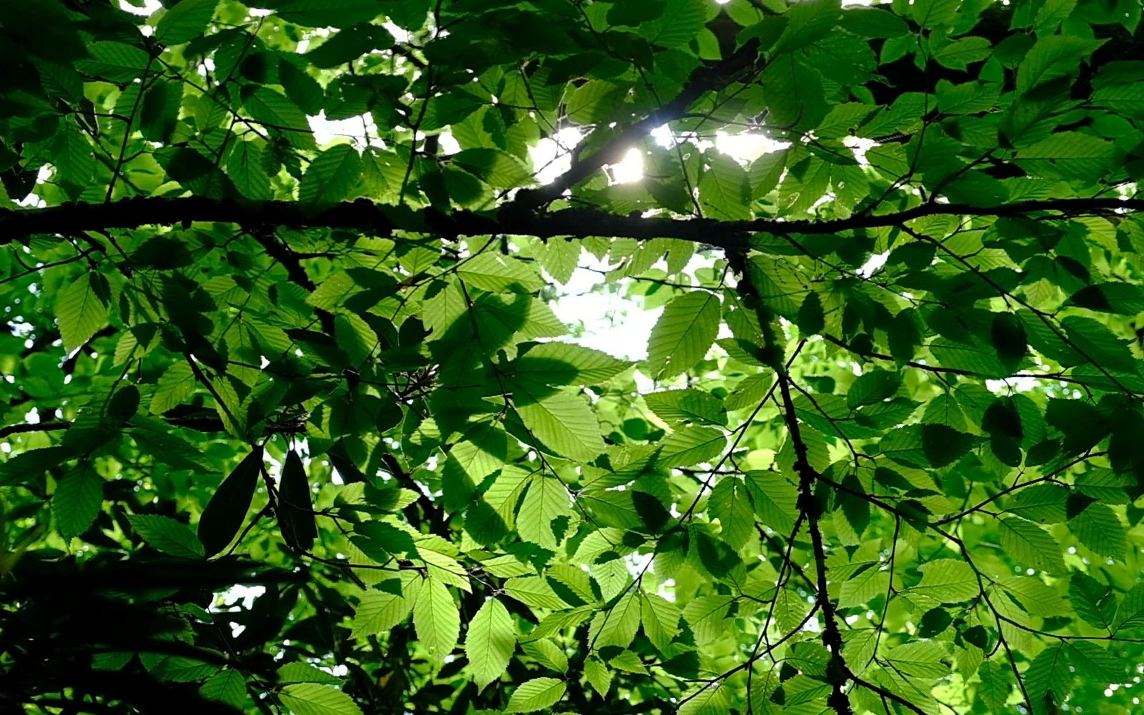 Sunlight breaking through a canopy of green leaves and dark branches