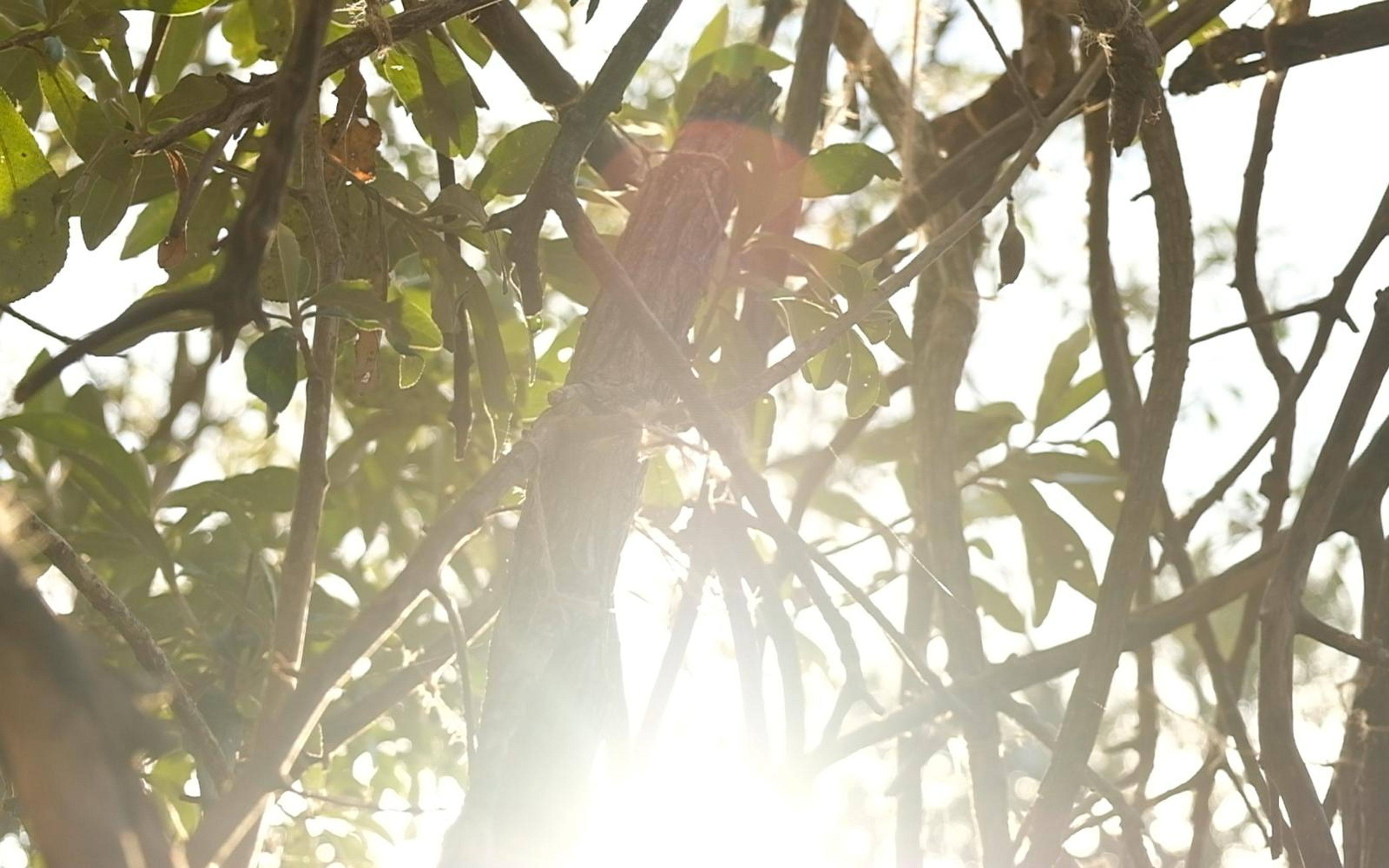 Sunlight breaking through green leaves overhead